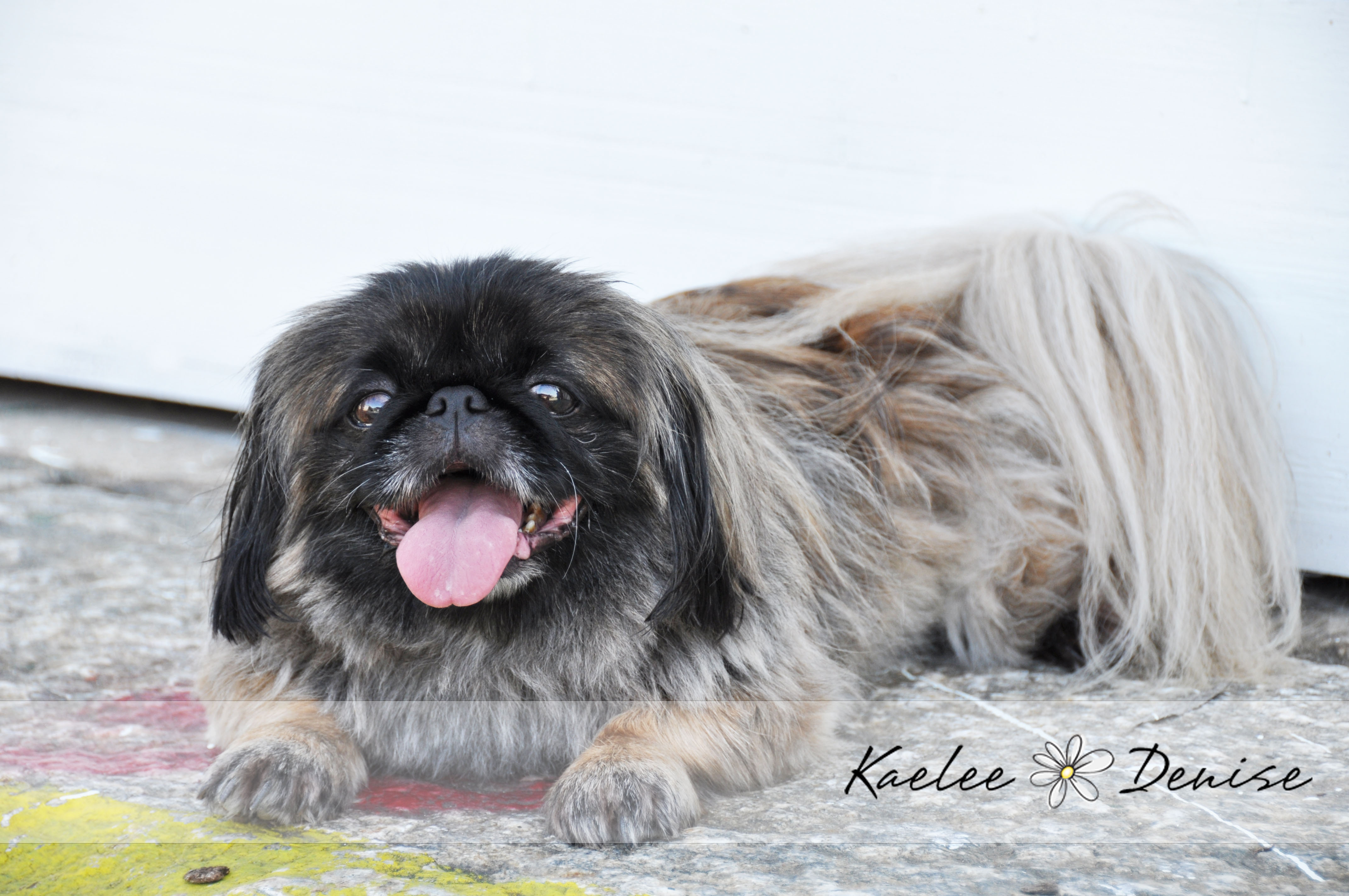 Kaelee Denise Photography