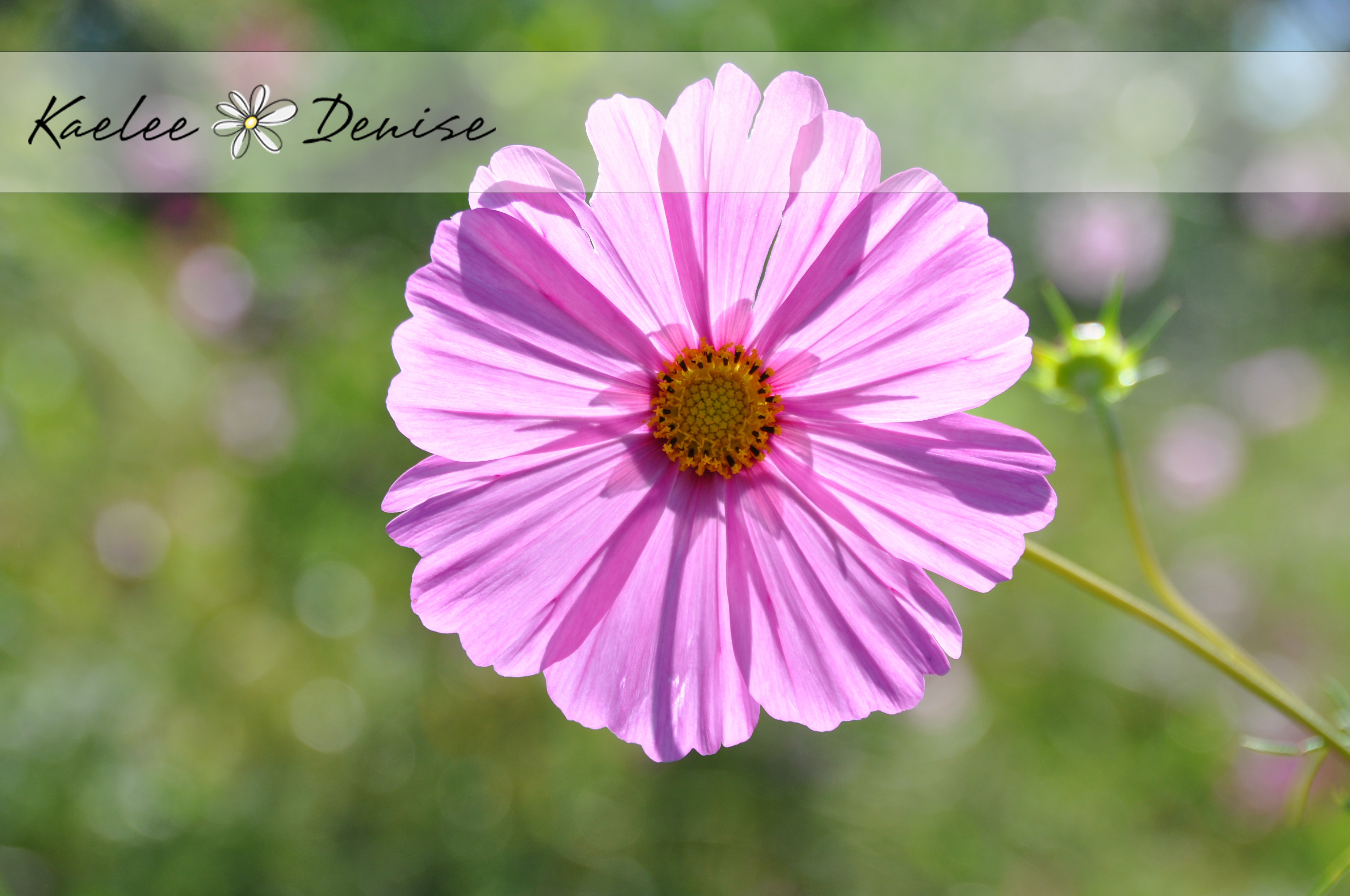 Kaelee Denise Photography