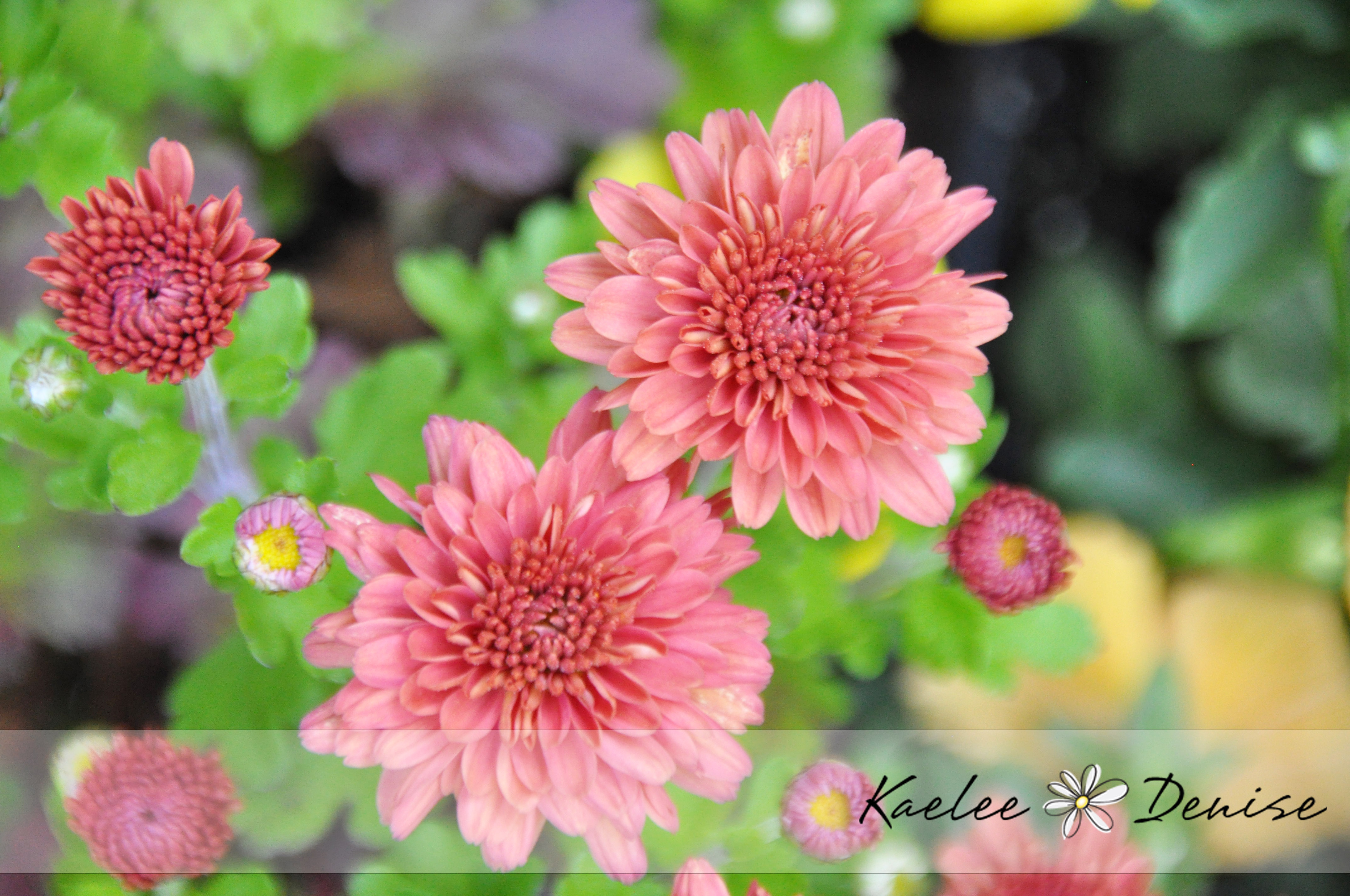 Kaelee Denise Photography