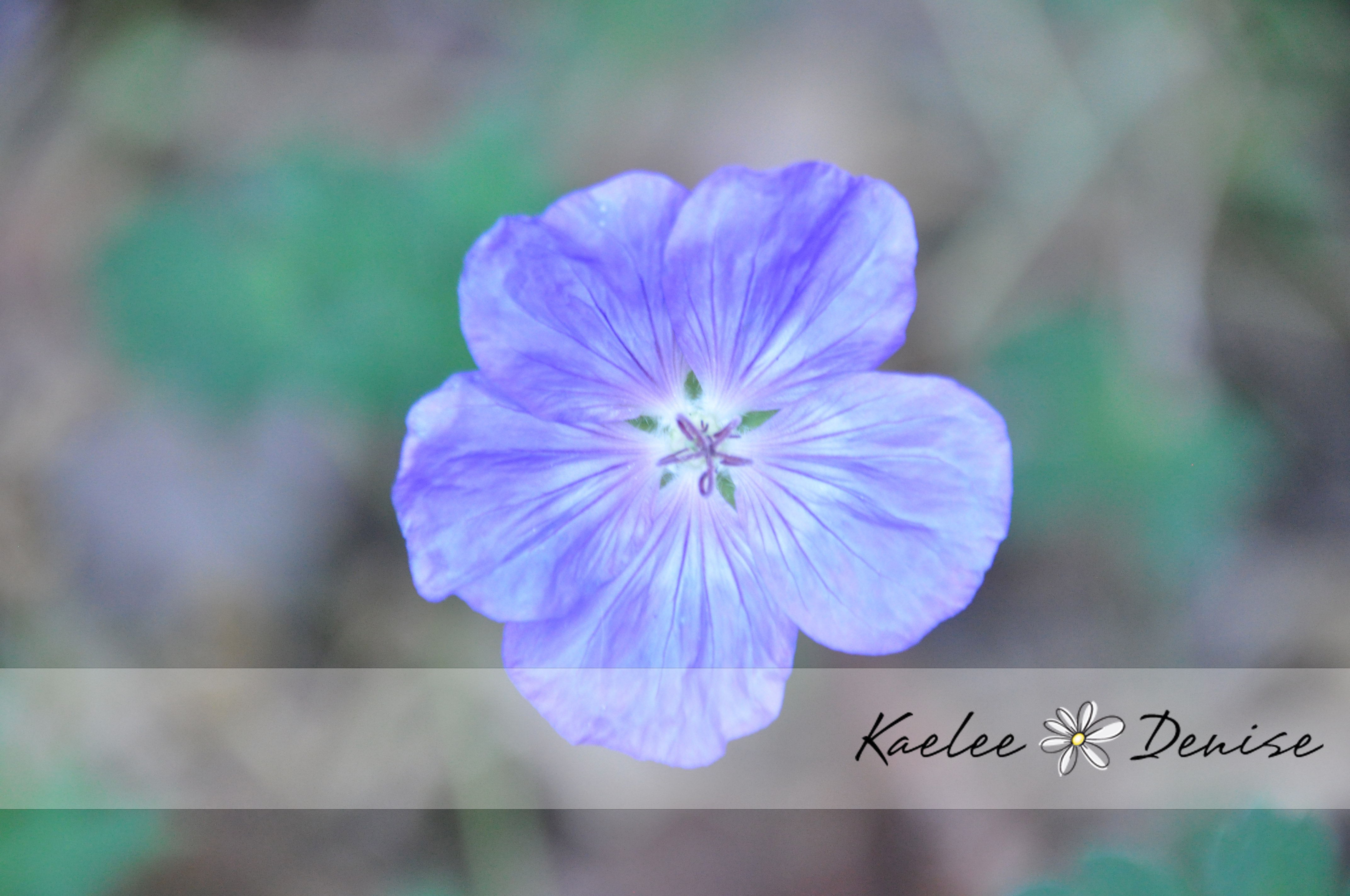 Kaelee Denise Photography