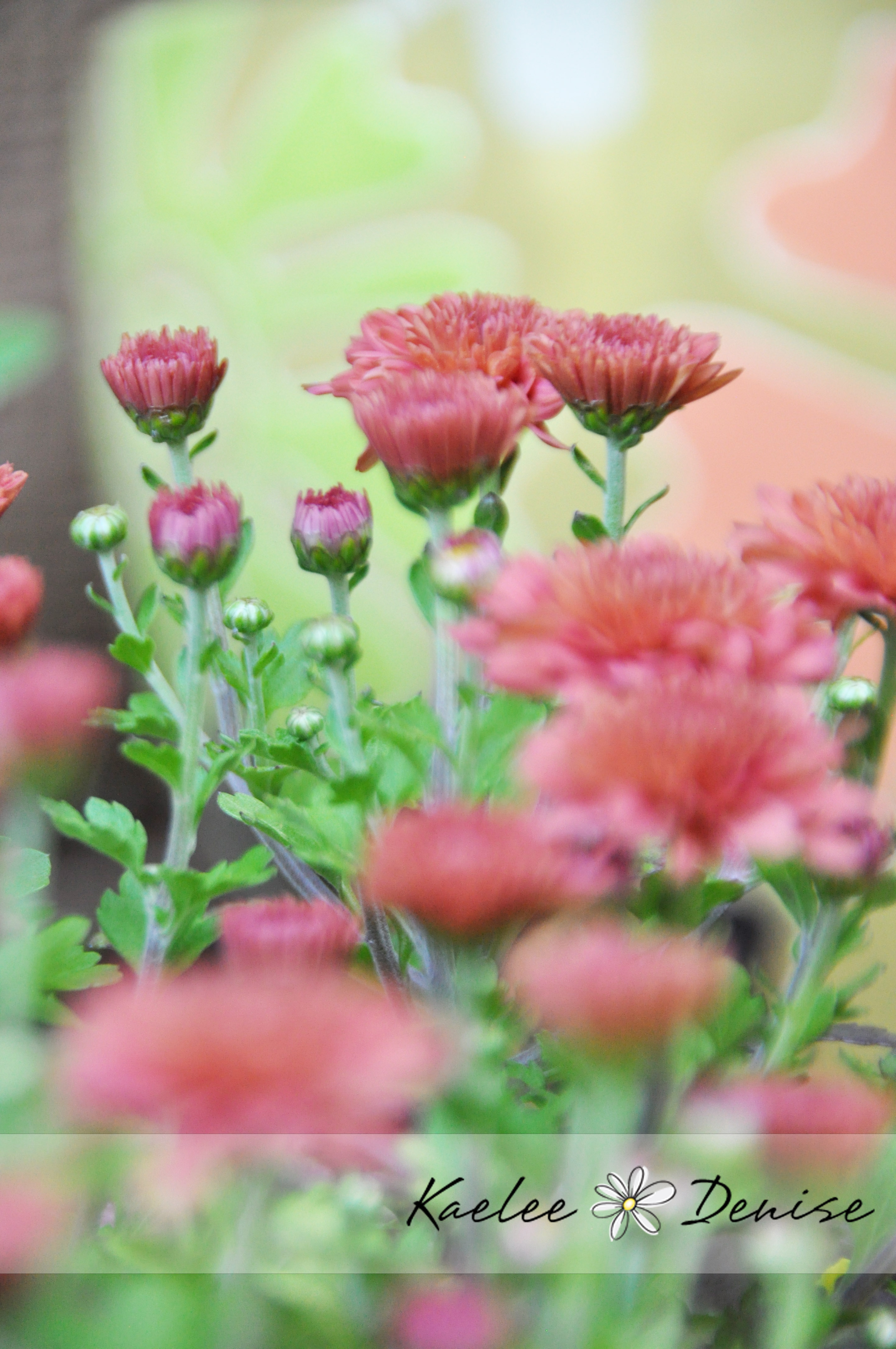 Kaelee Denise Photography