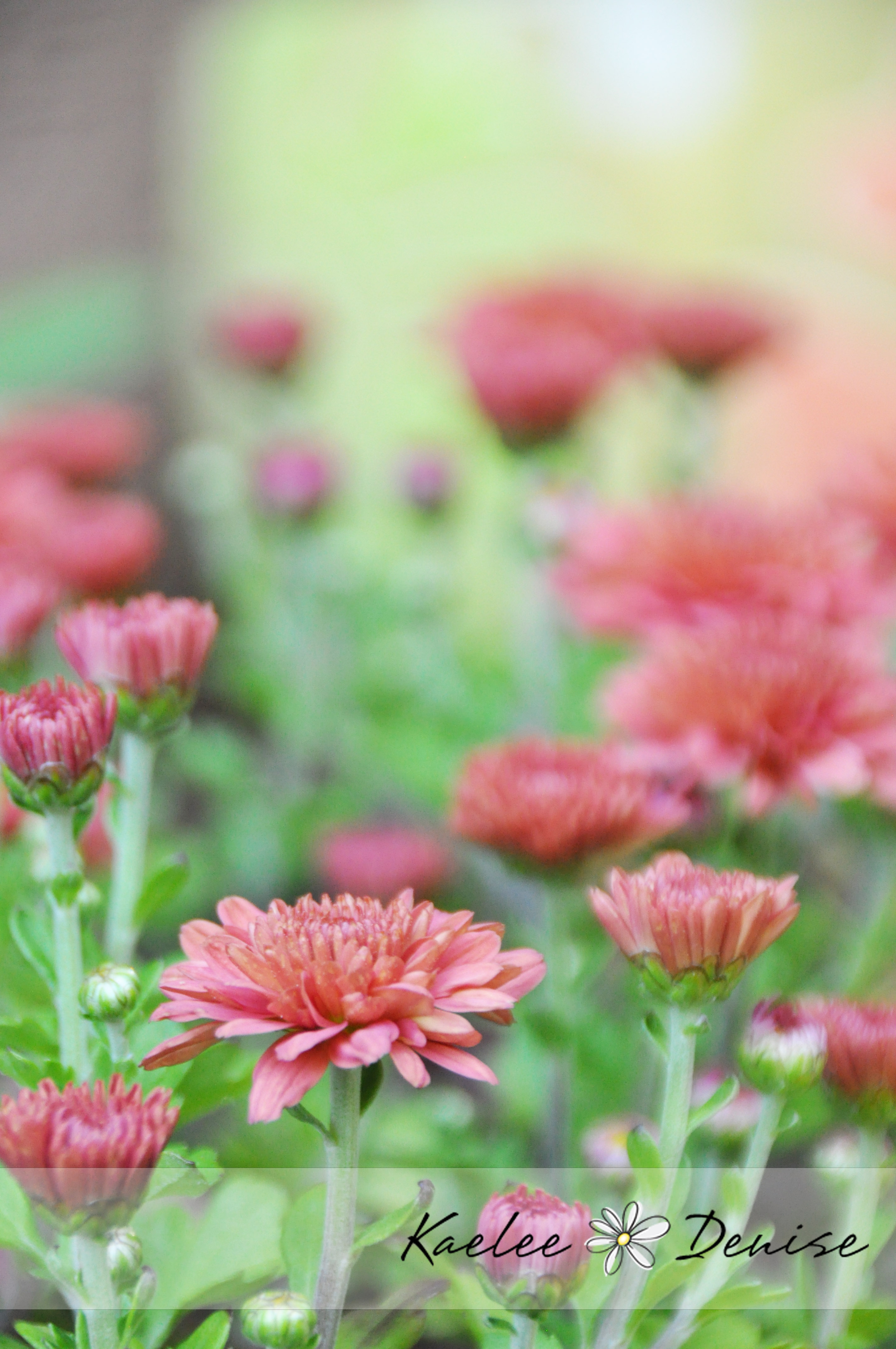 Kaelee Denise Photography