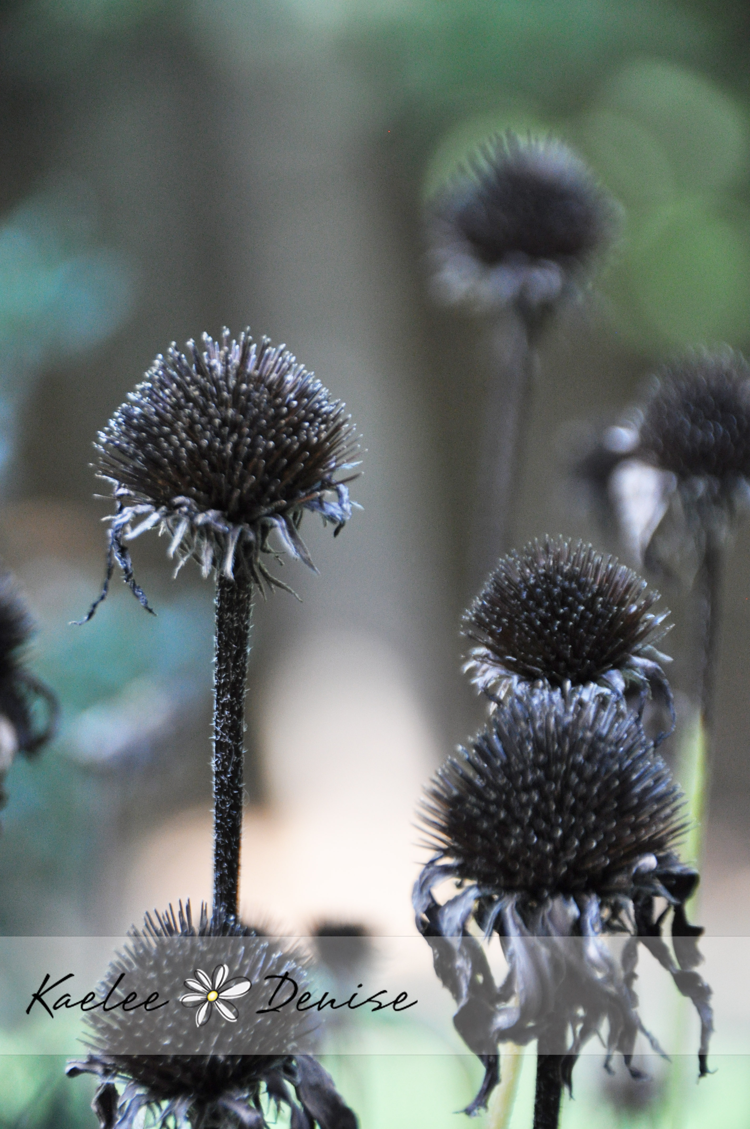 Kaelee Denise Photography