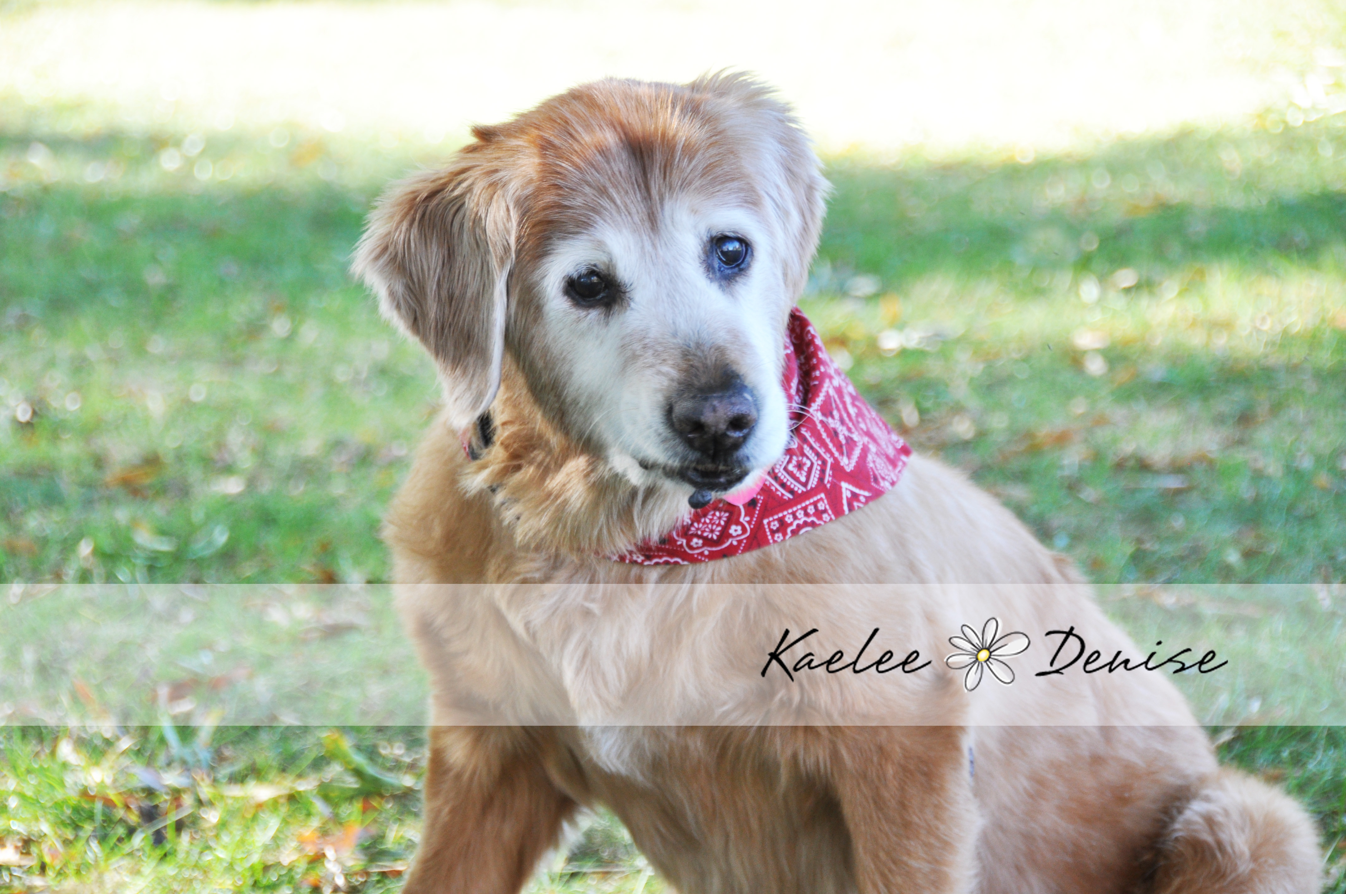 Kaelee Denise Photography