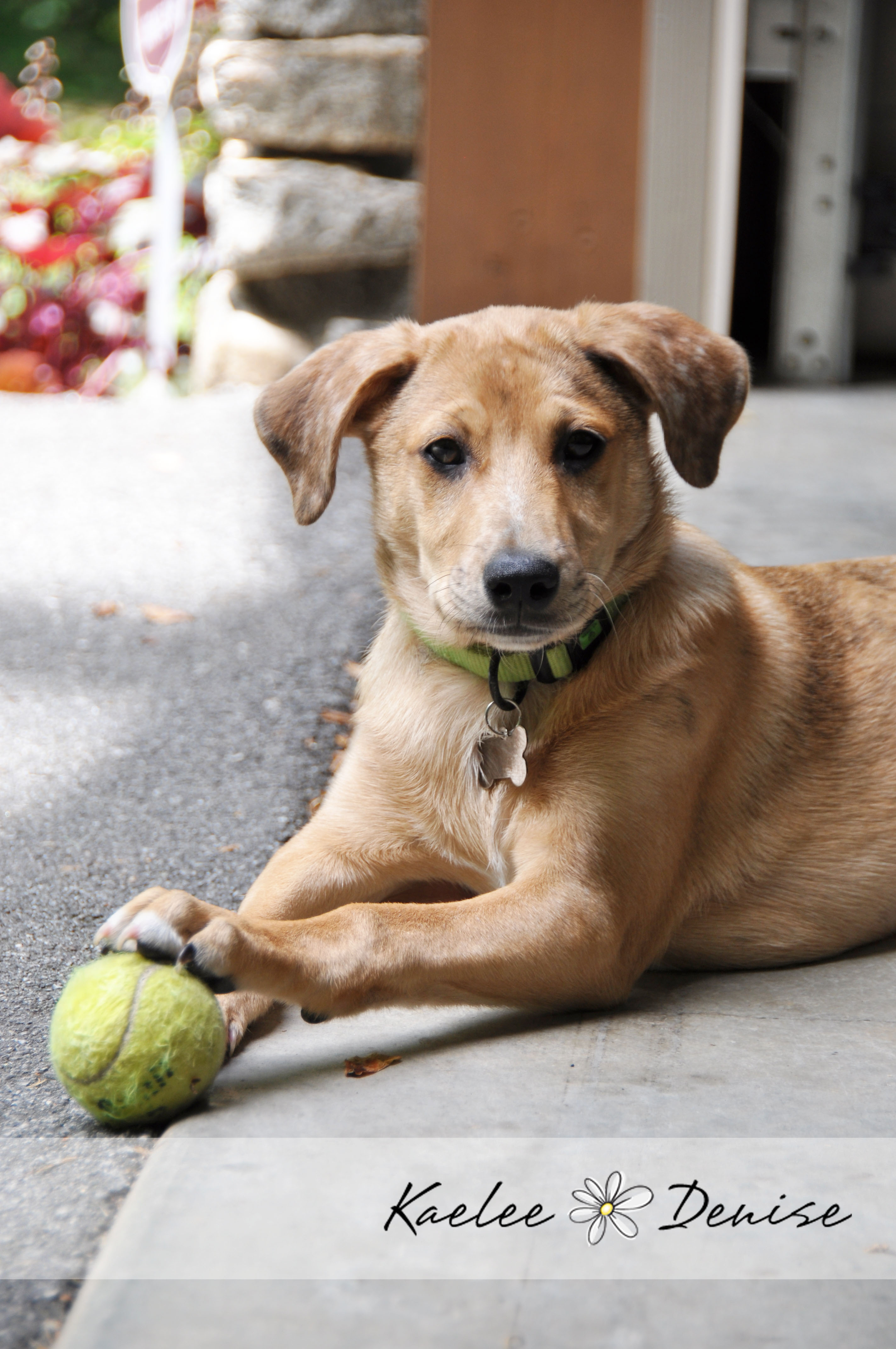 Kaelee Denise Photography