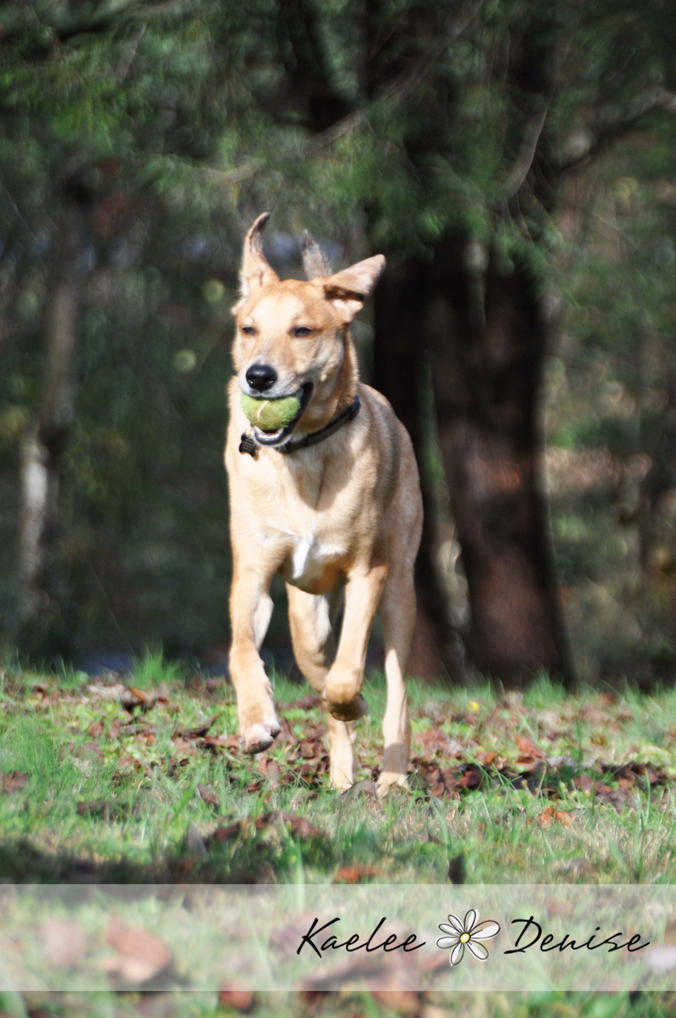 Kaelee Denise Photography