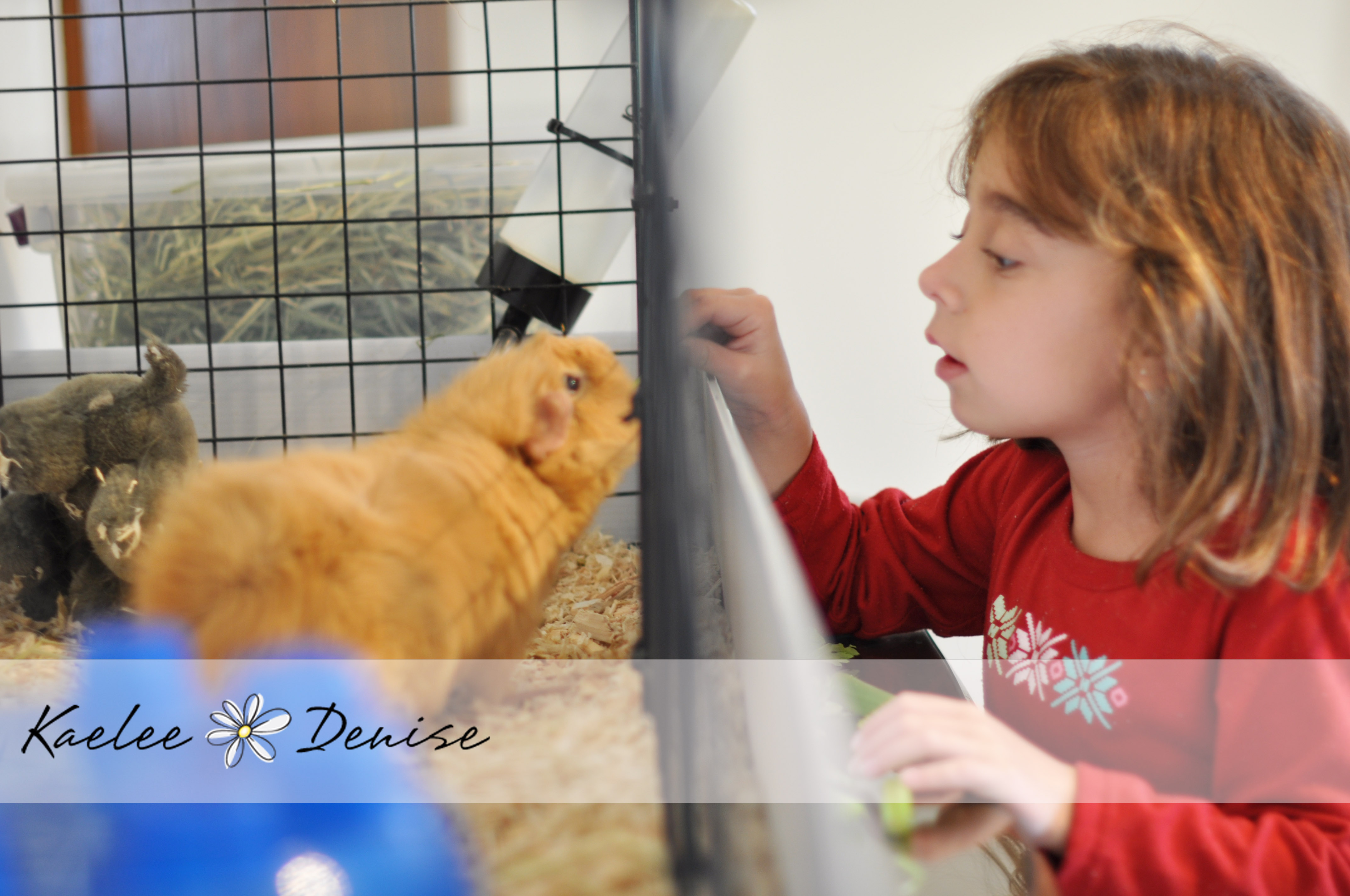 Kaelee Denise Photography