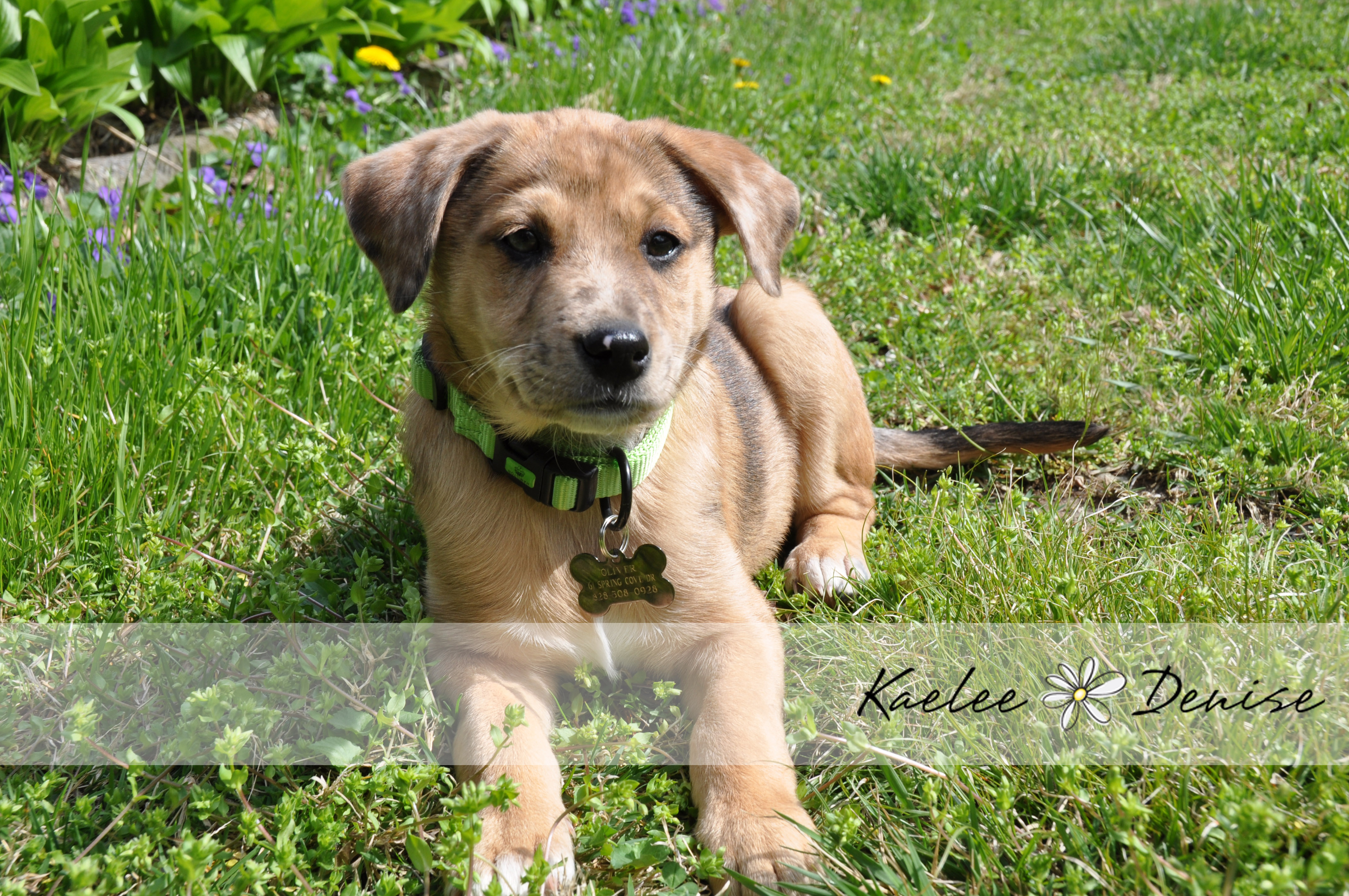 Kaelee Denise Photography