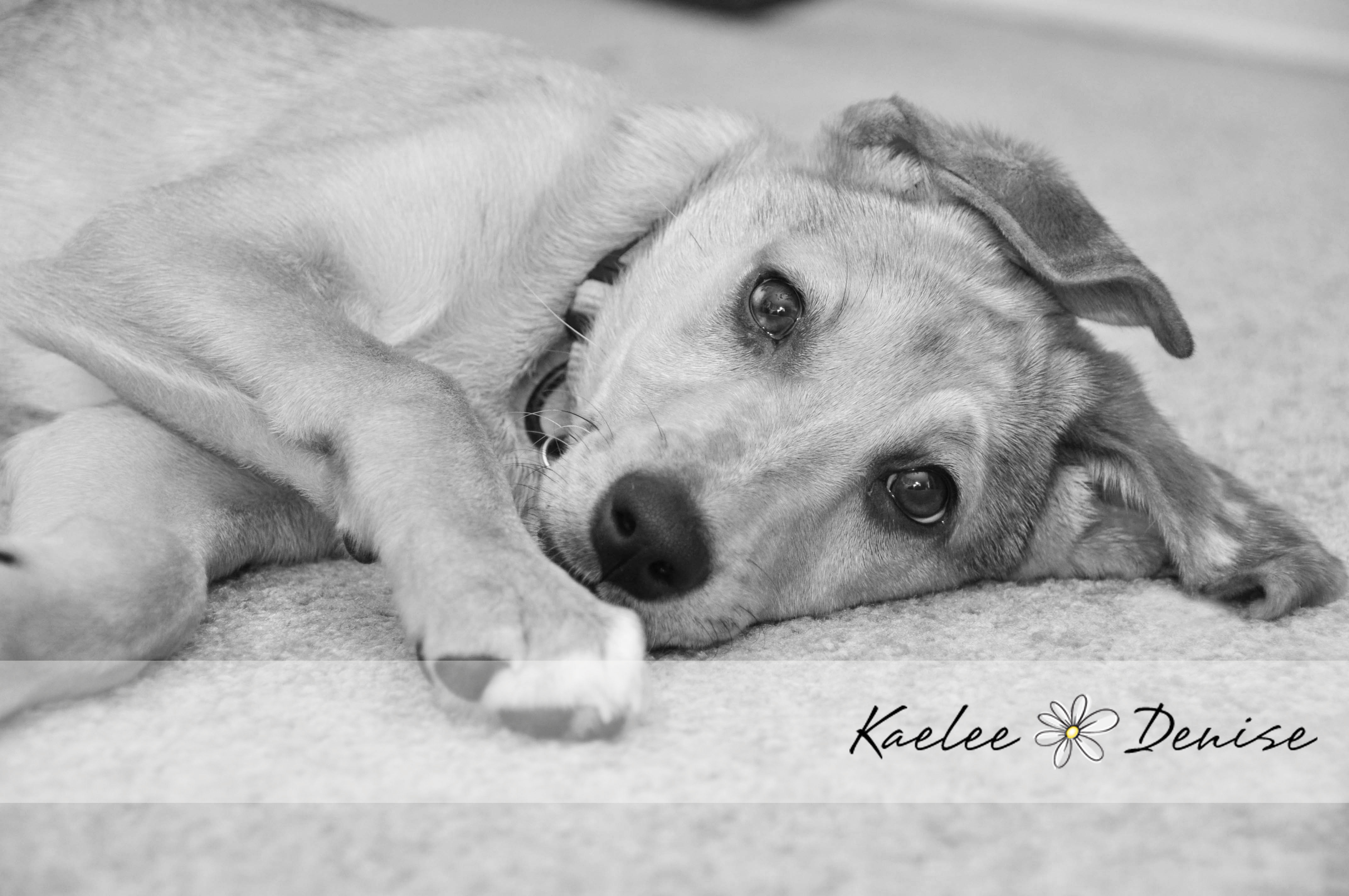 Kaelee Denise Photography