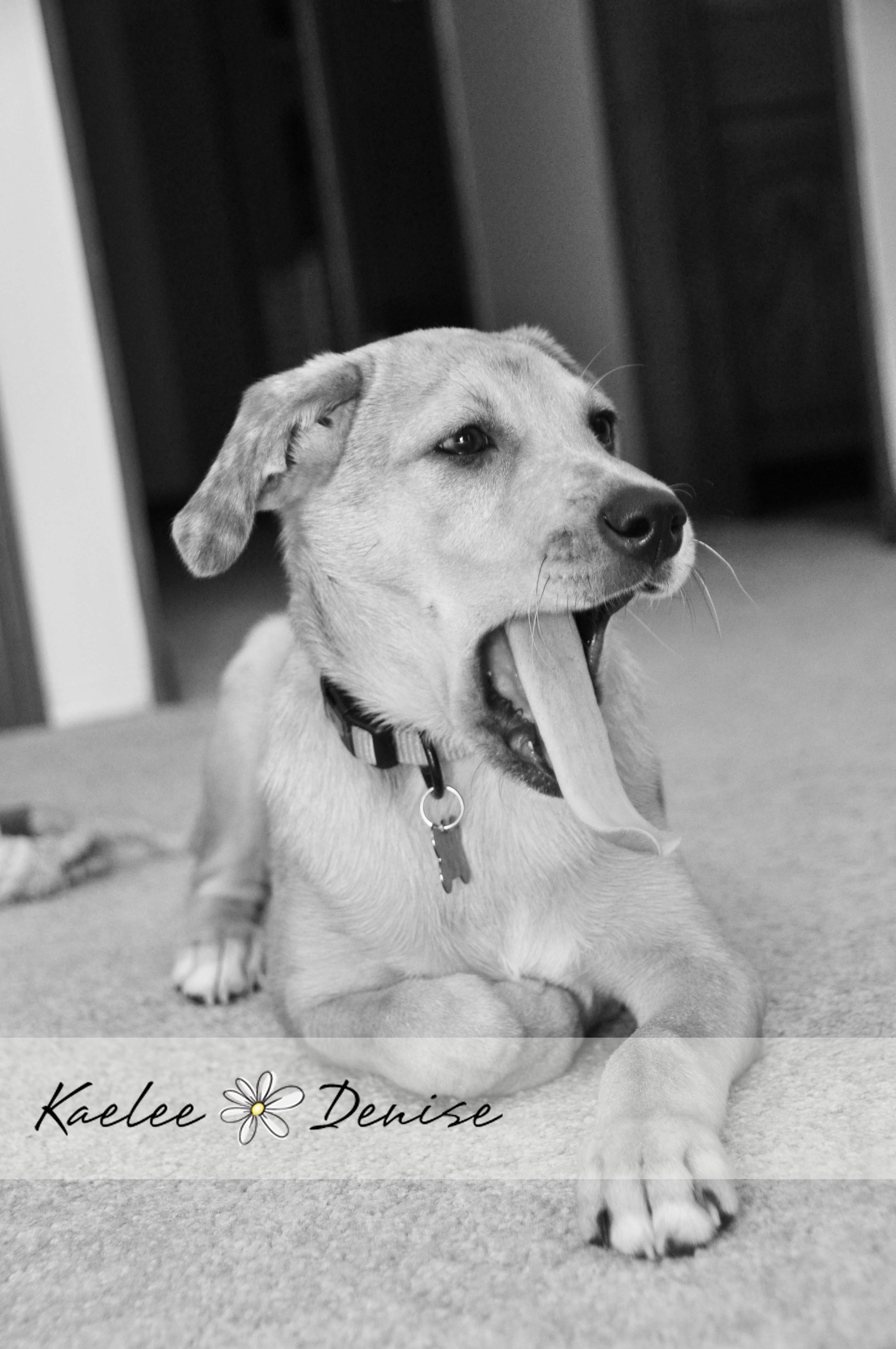 Kaelee Denise Photography