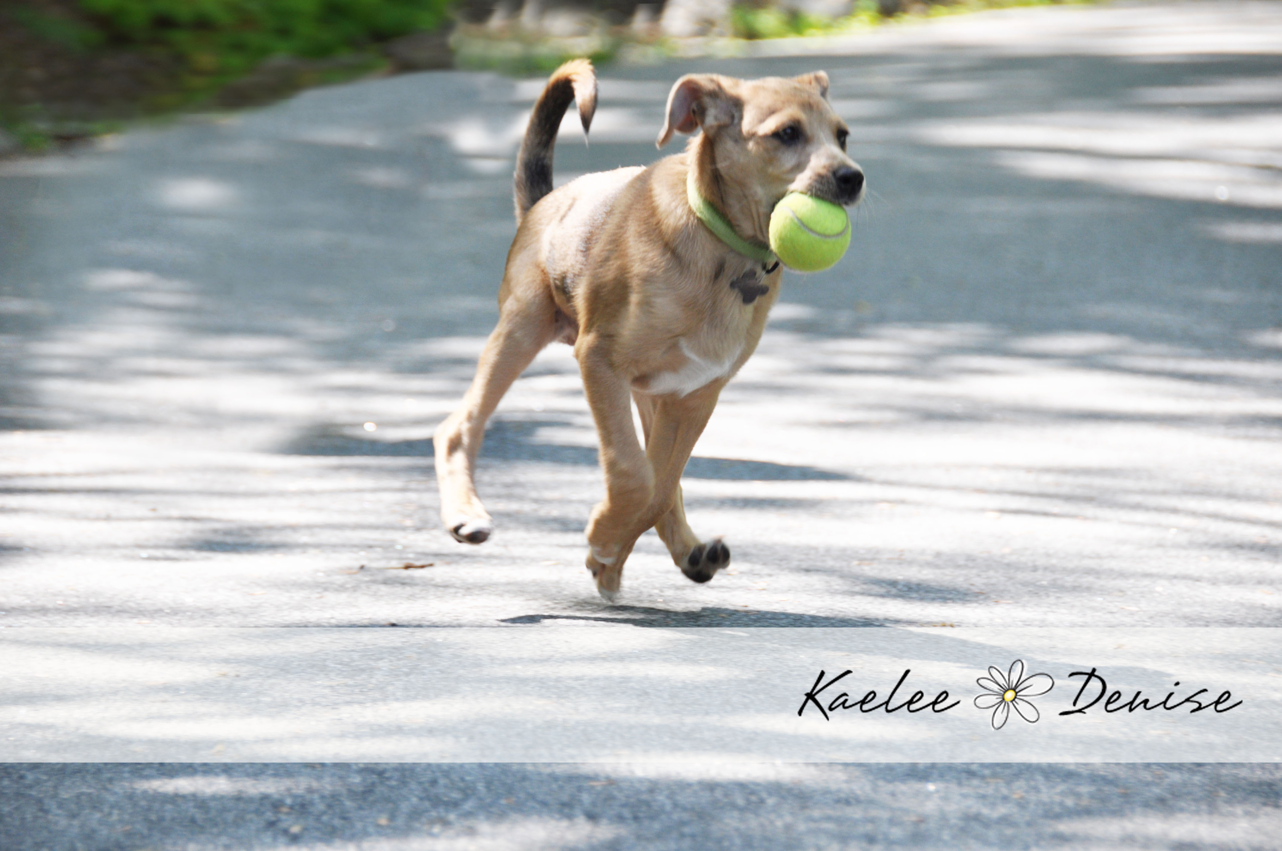 Kaelee Denise Photography