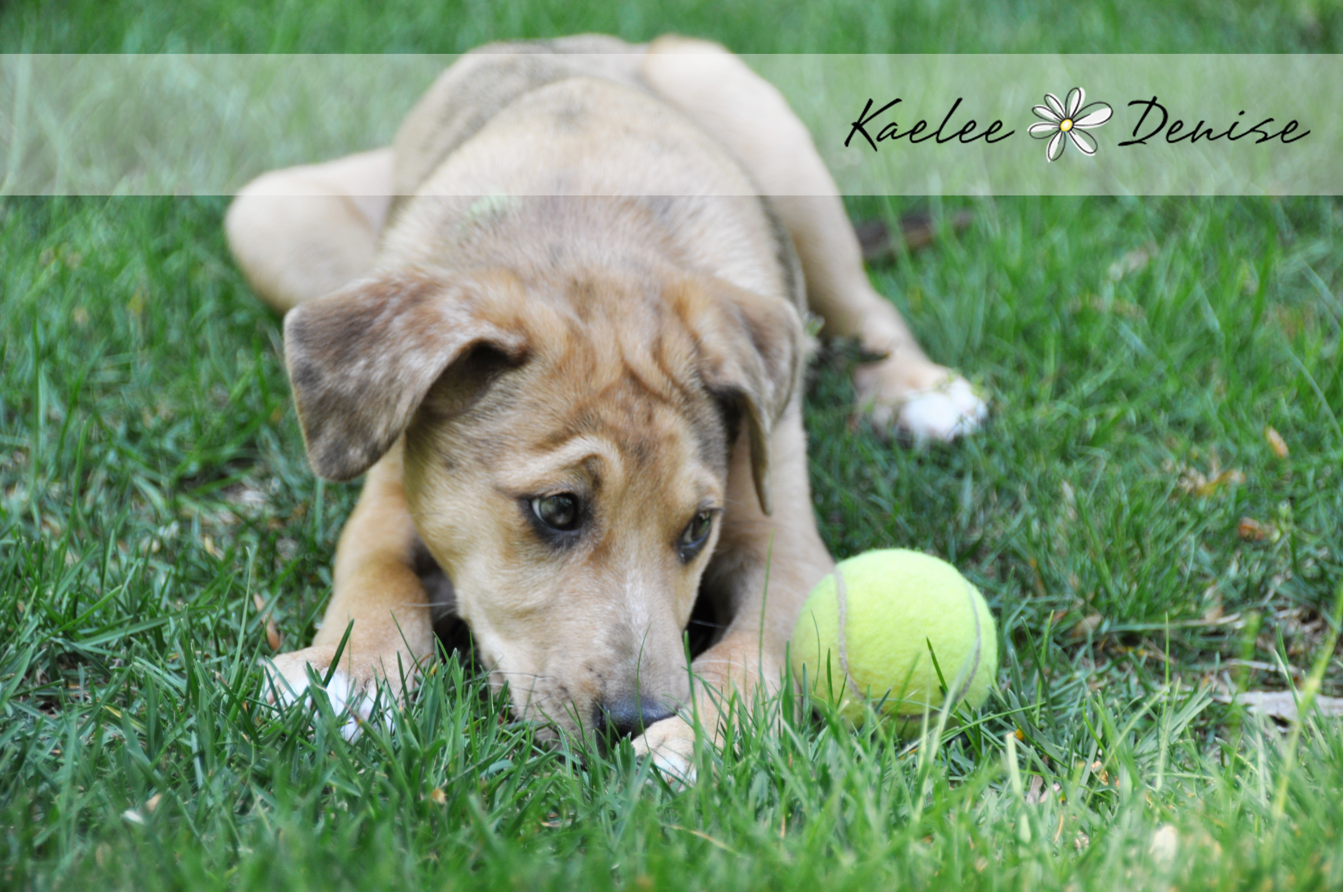 Kaelee Denise Photography