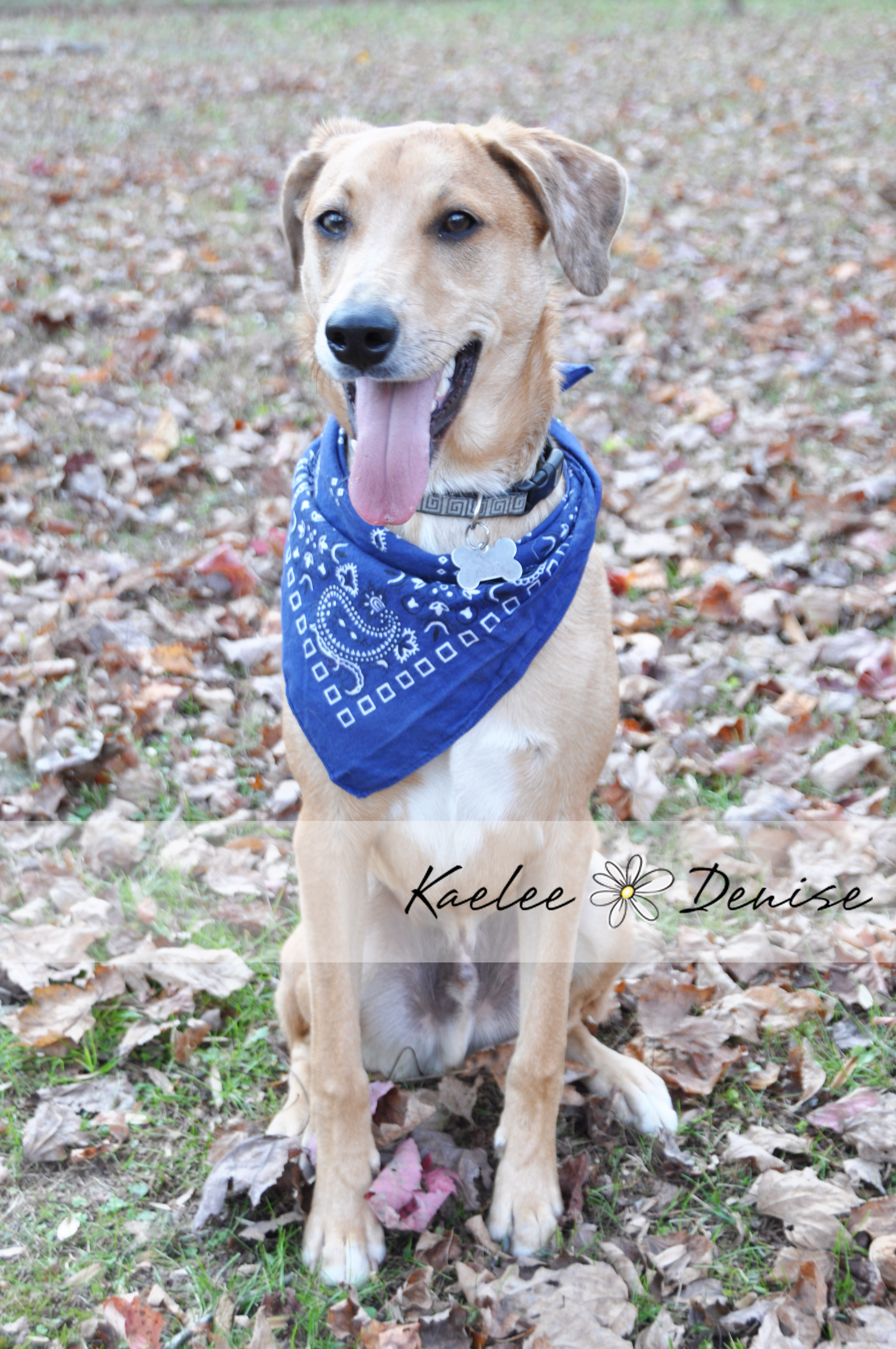 Kaelee Denise Photography