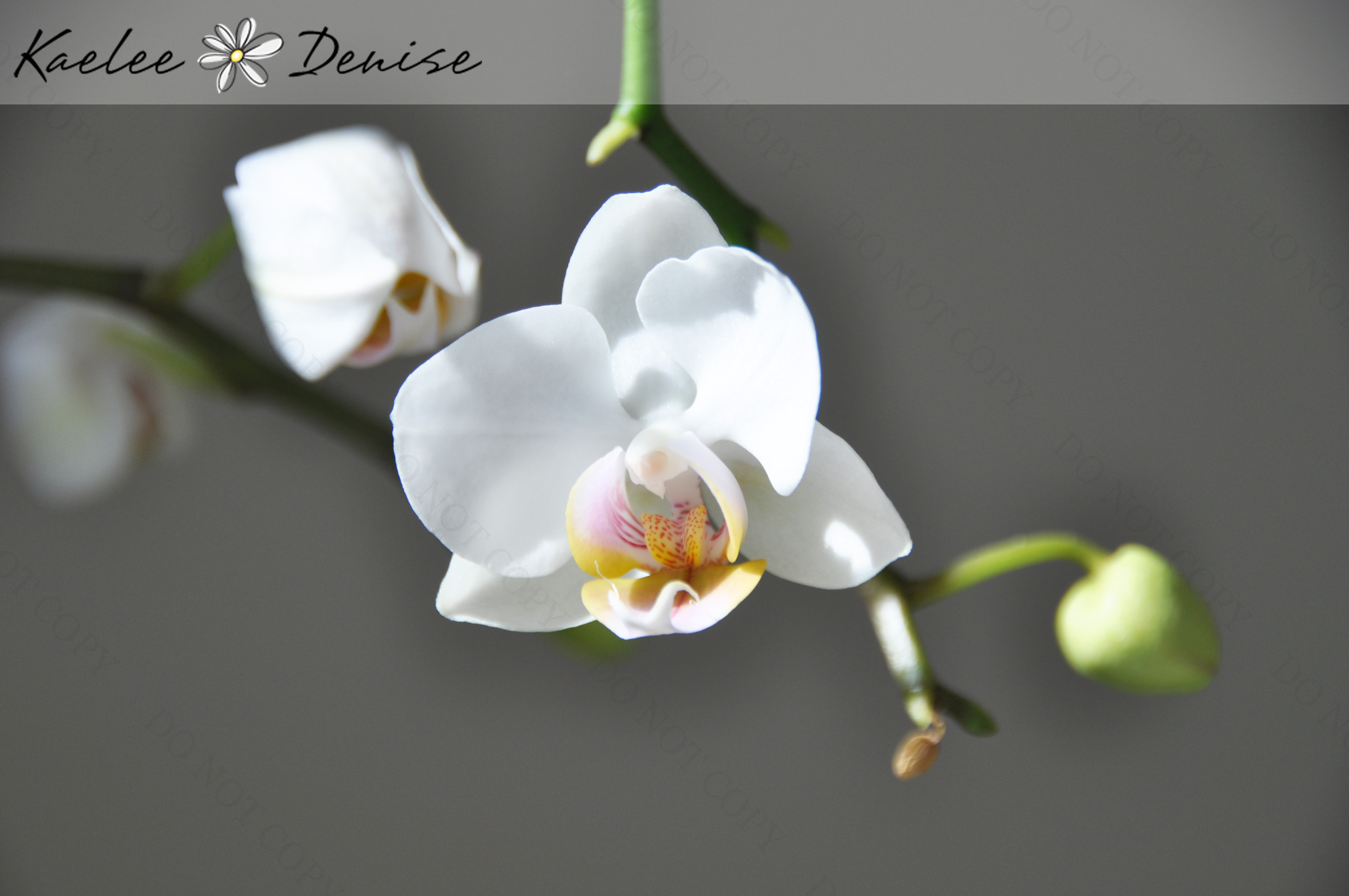 Kaelee Denise Photography