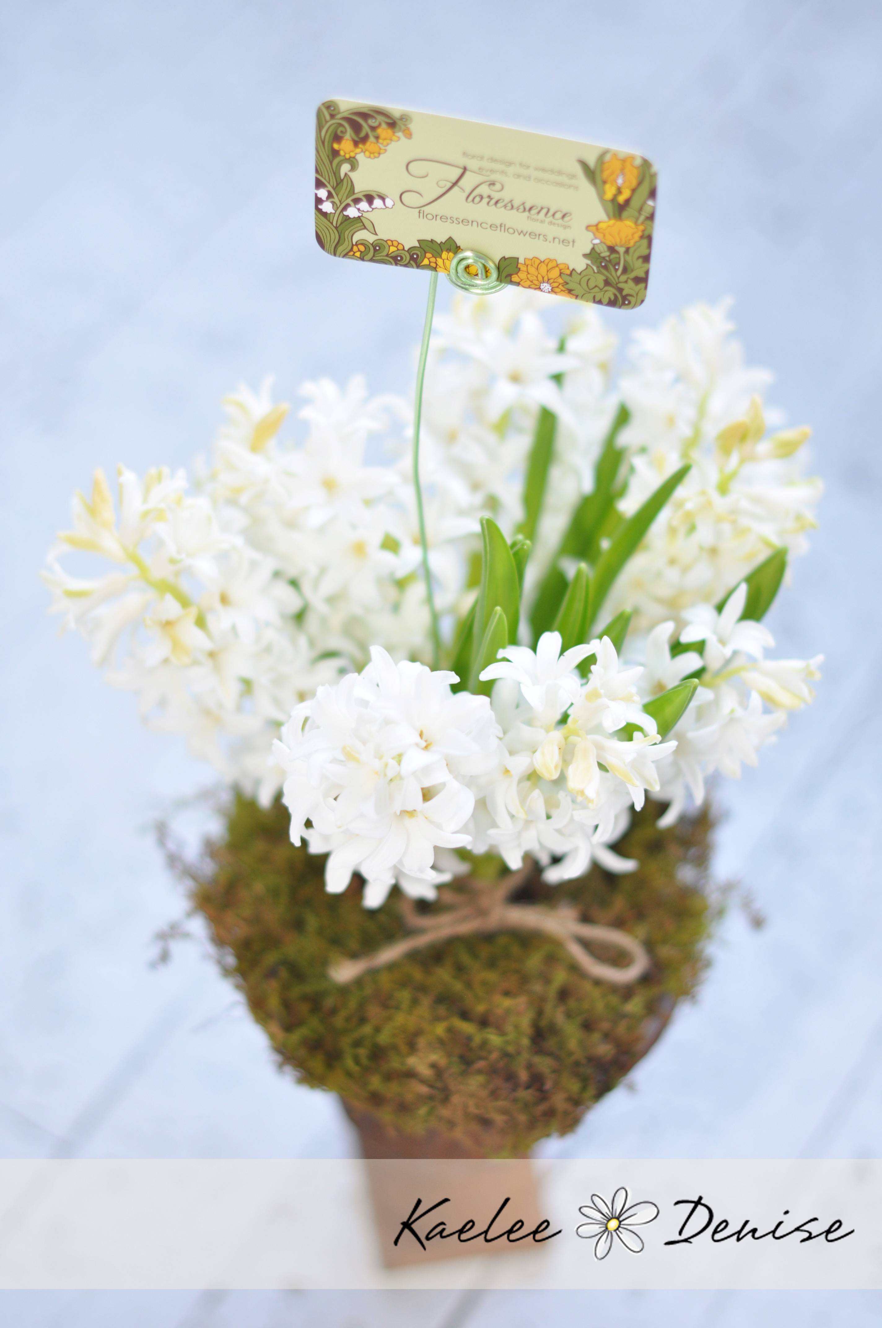 Kaelee Denise Photography