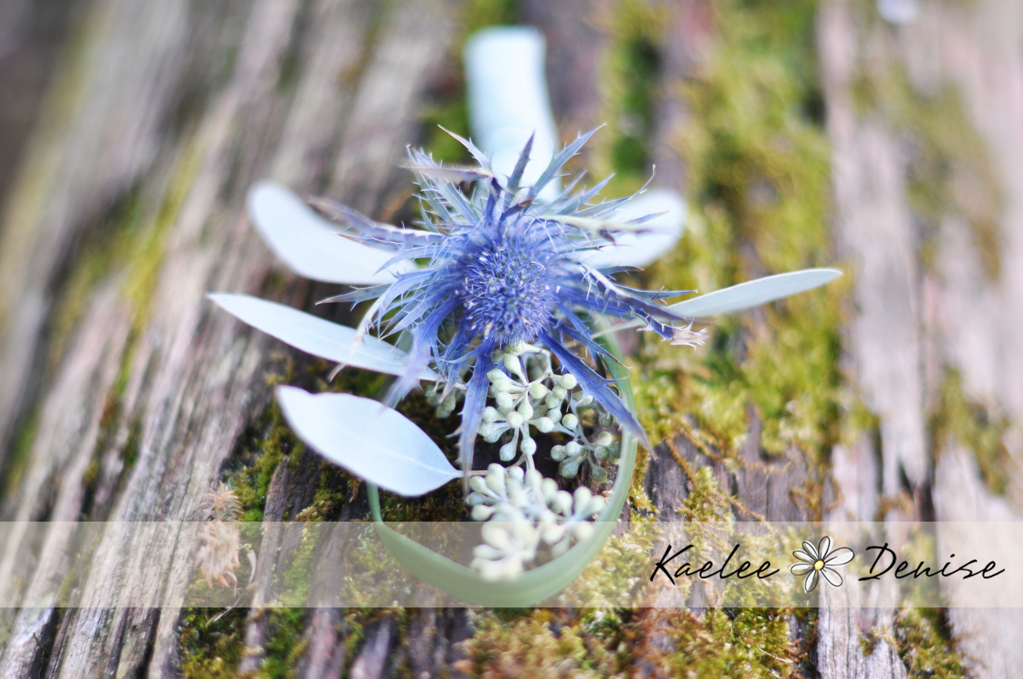 Kaelee Denise Photography