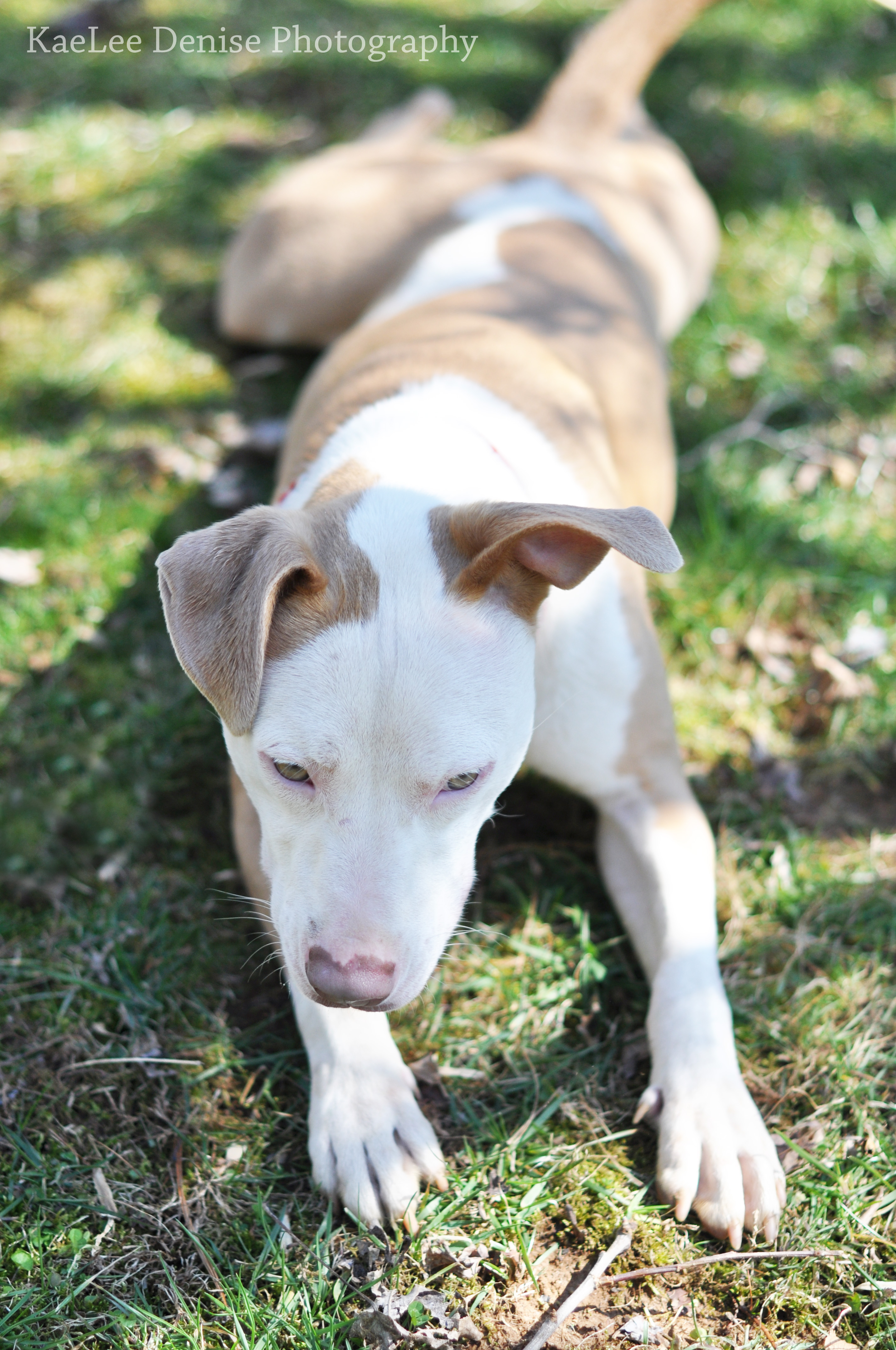 Kaelee Denise Photography