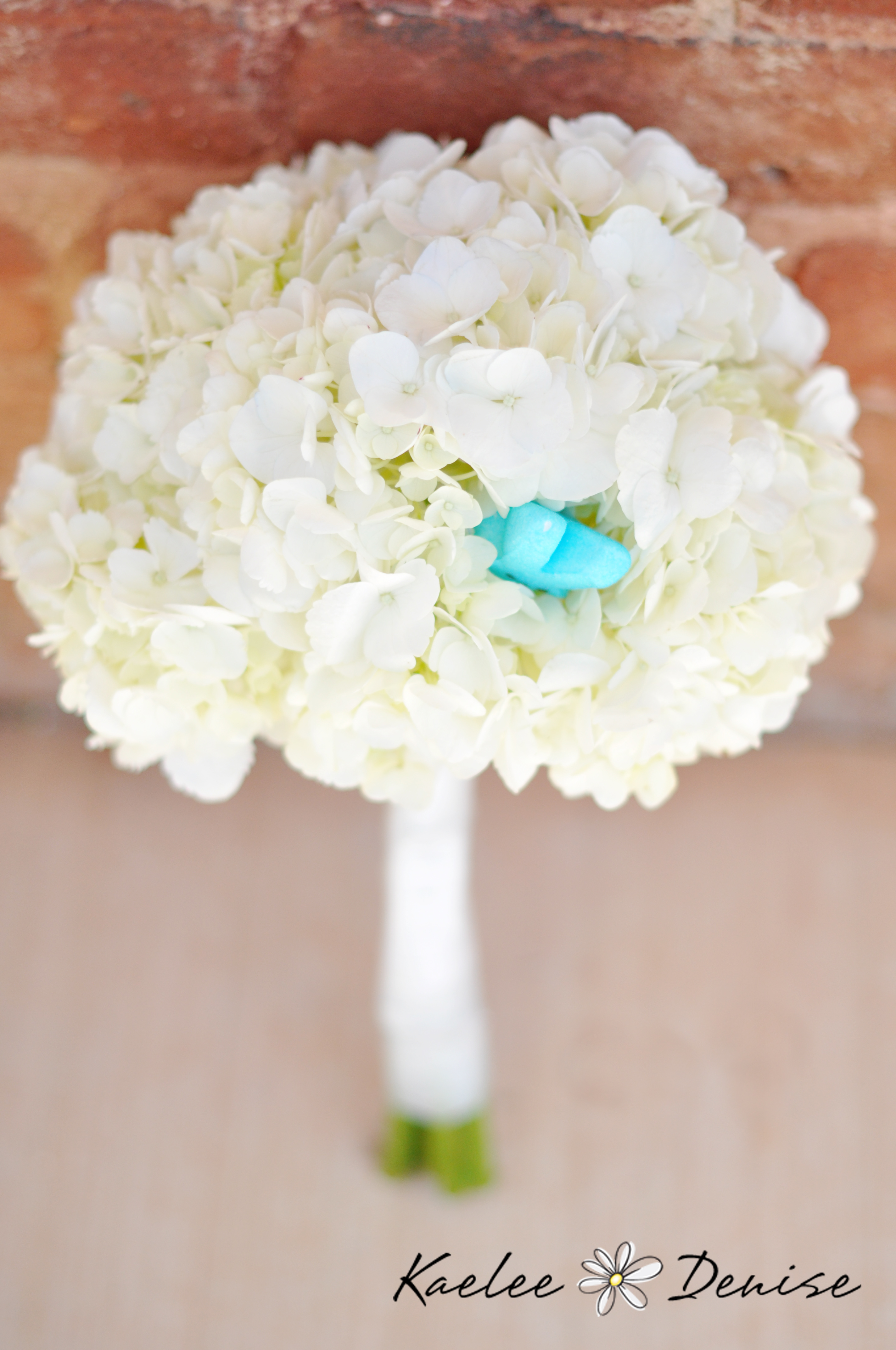 Kaelee Denise Photography