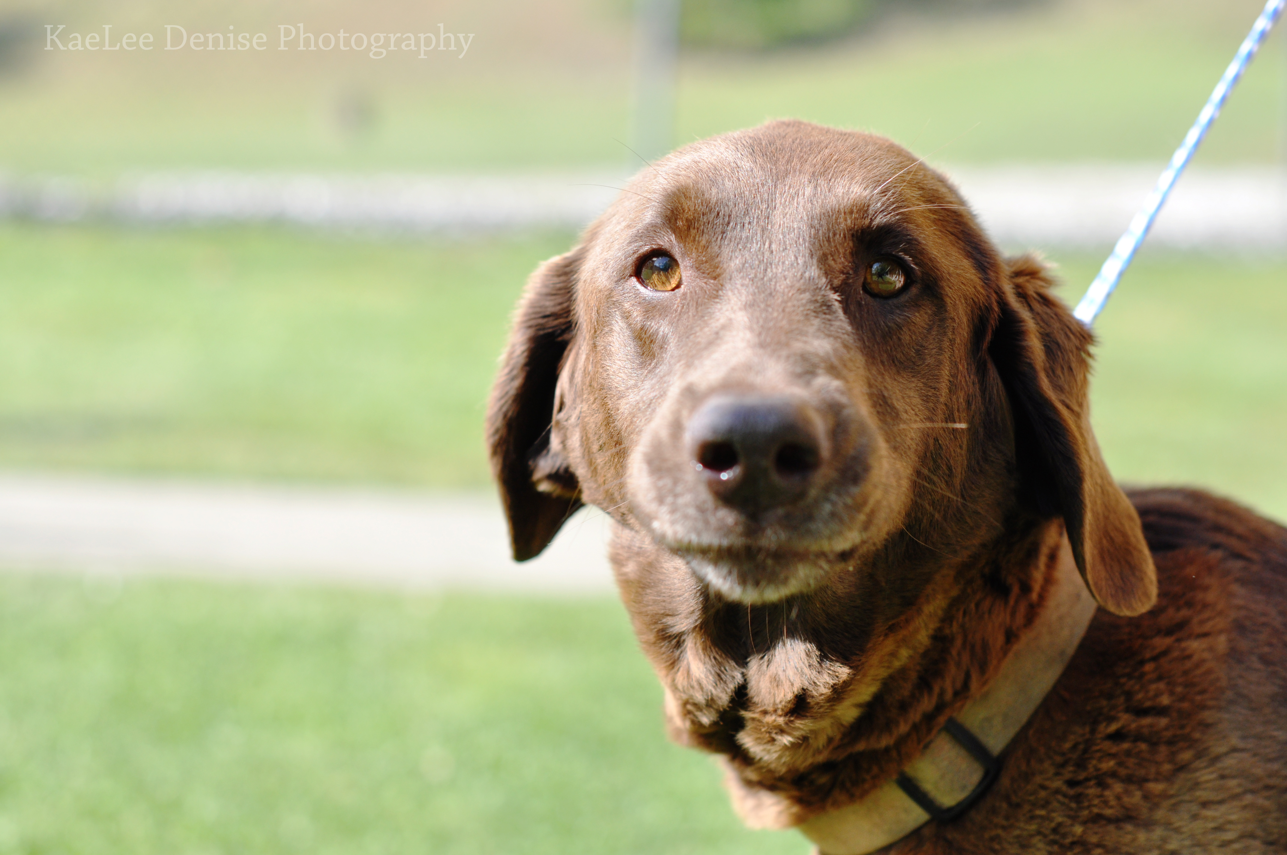 Kaelee Denise Photography