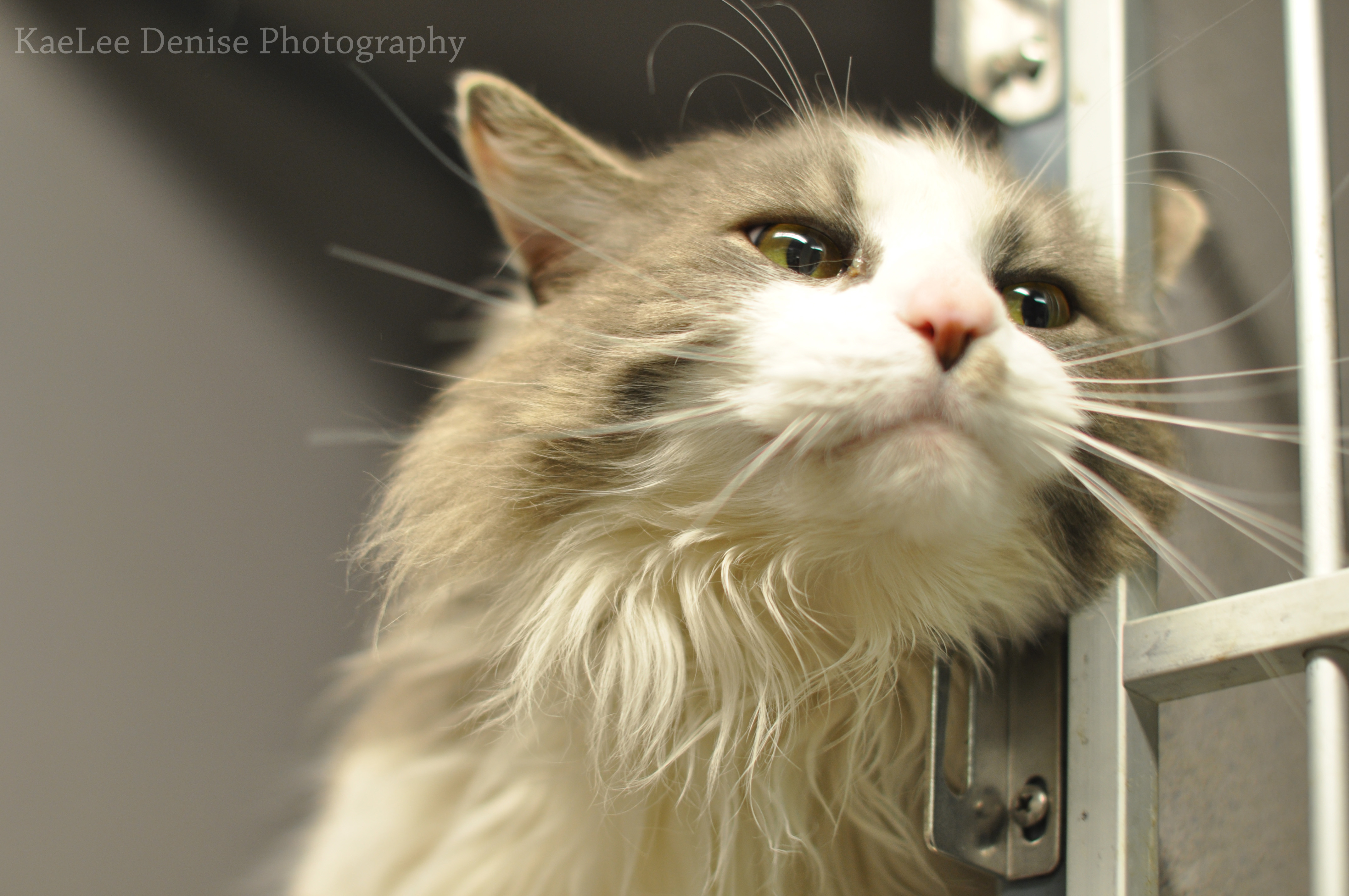 Kaelee Denise Photography