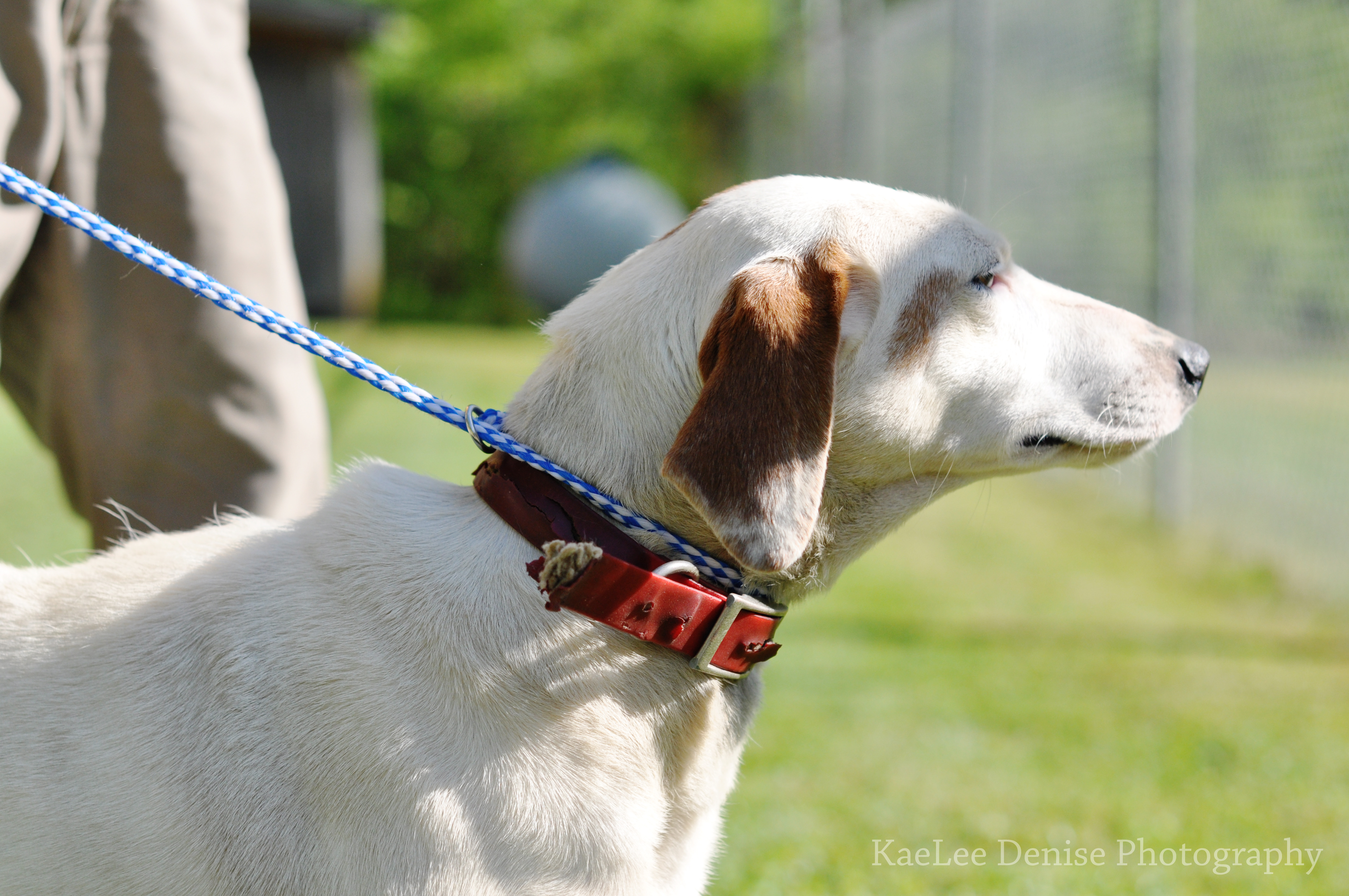 Kaelee Denise Photography