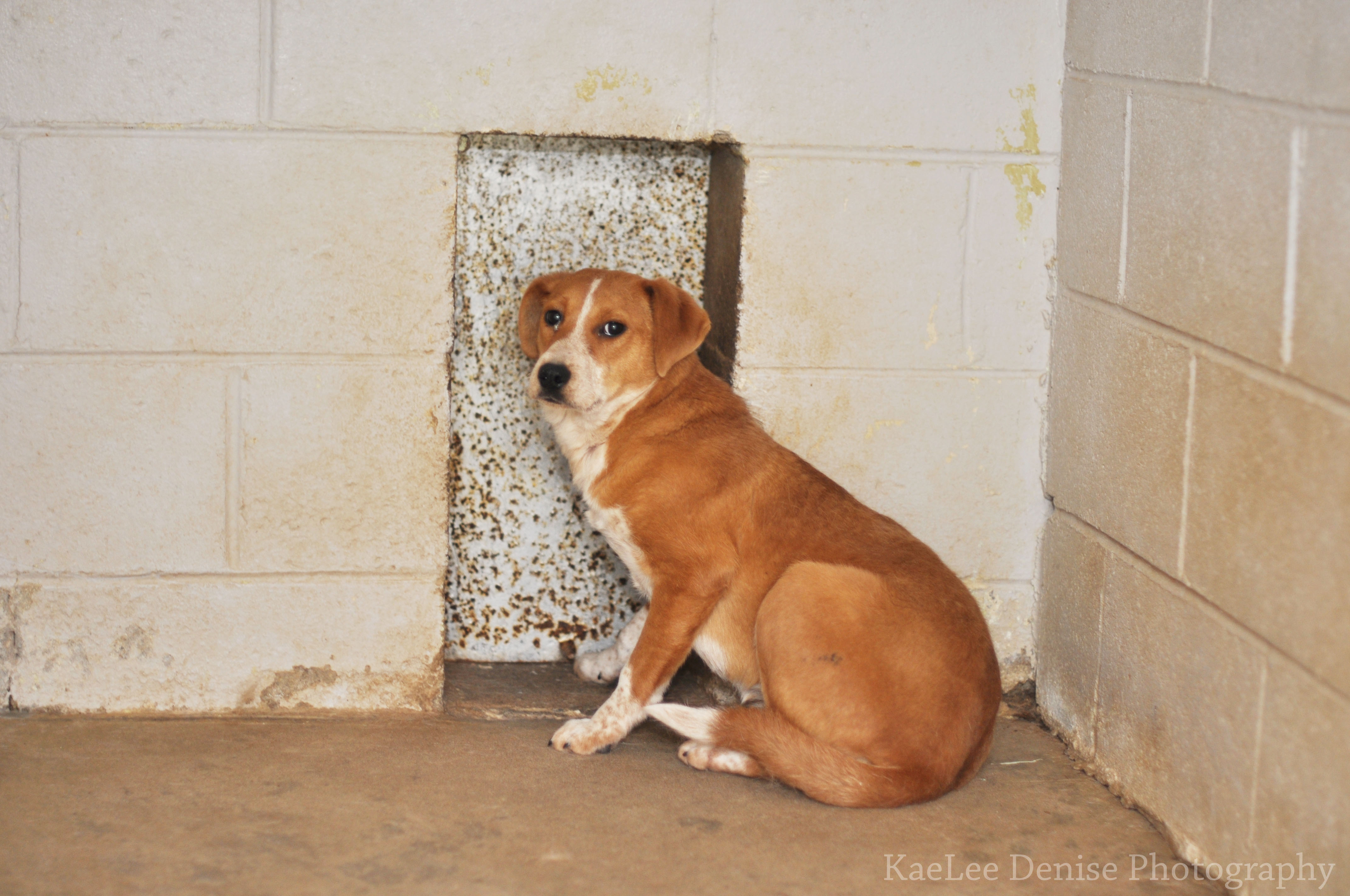 Kaelee Denise Photography