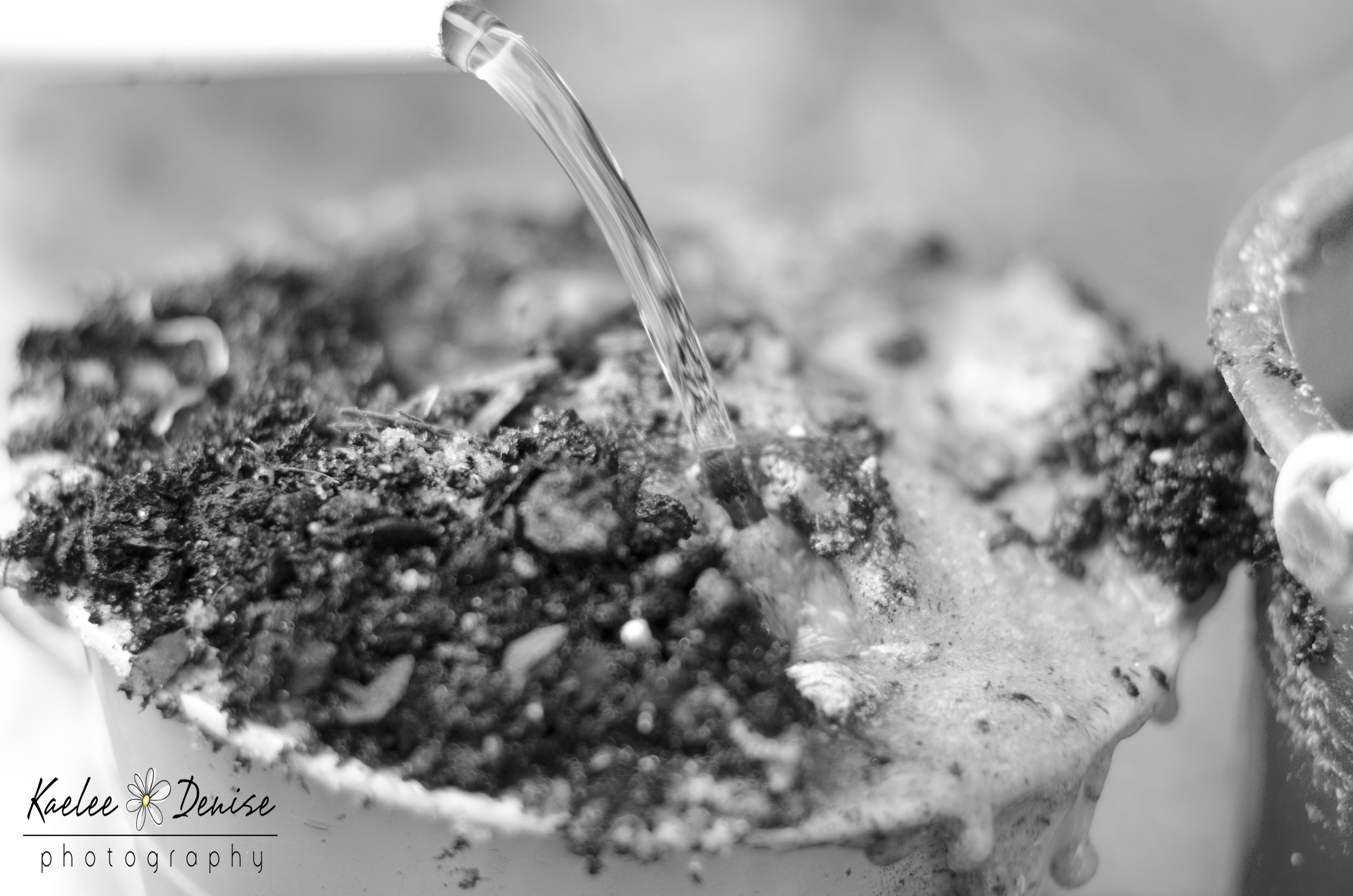 Kaelee Denise Photography