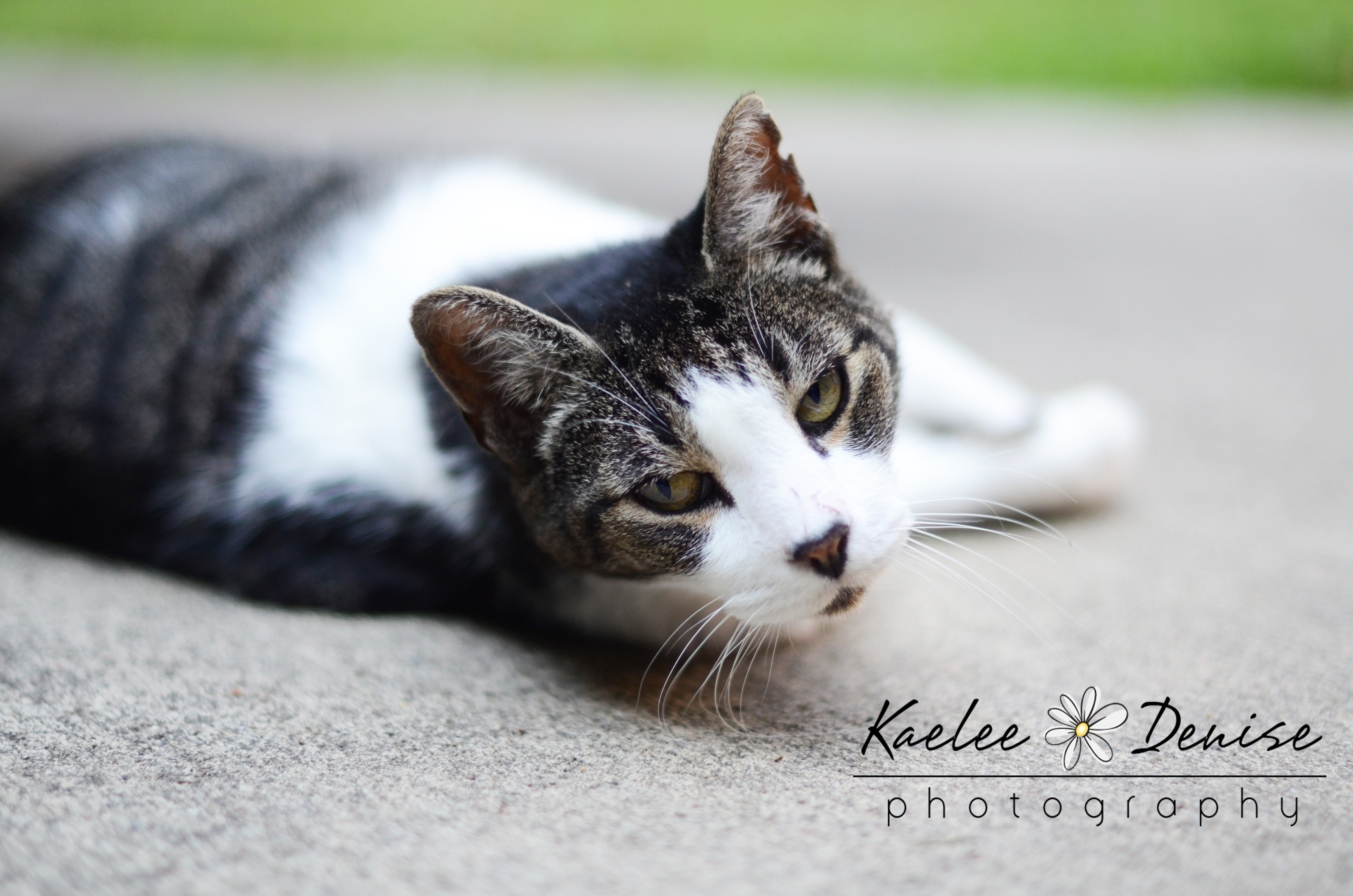 Kaelee Denise Photography