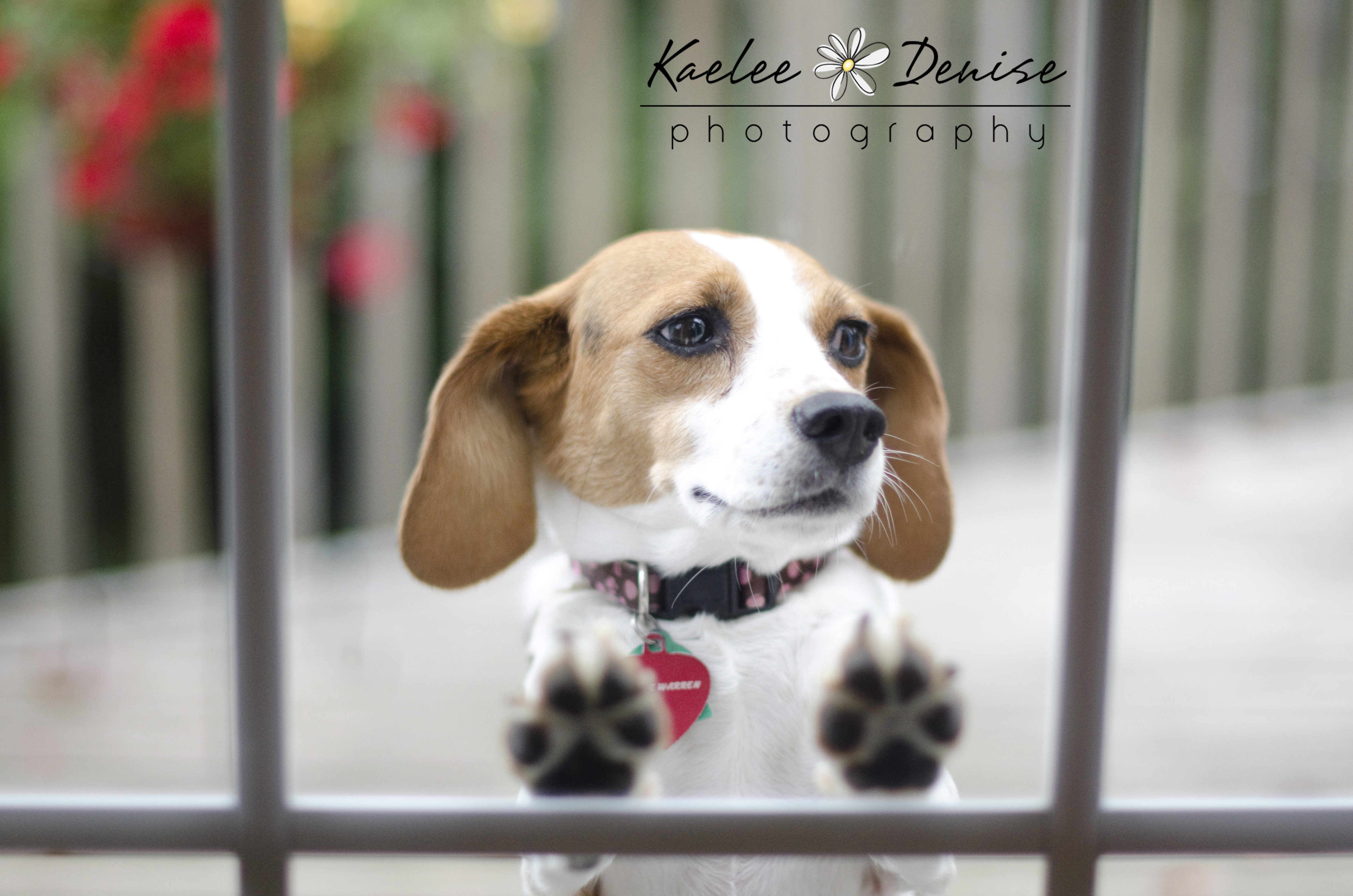 Kaelee Denise Photography