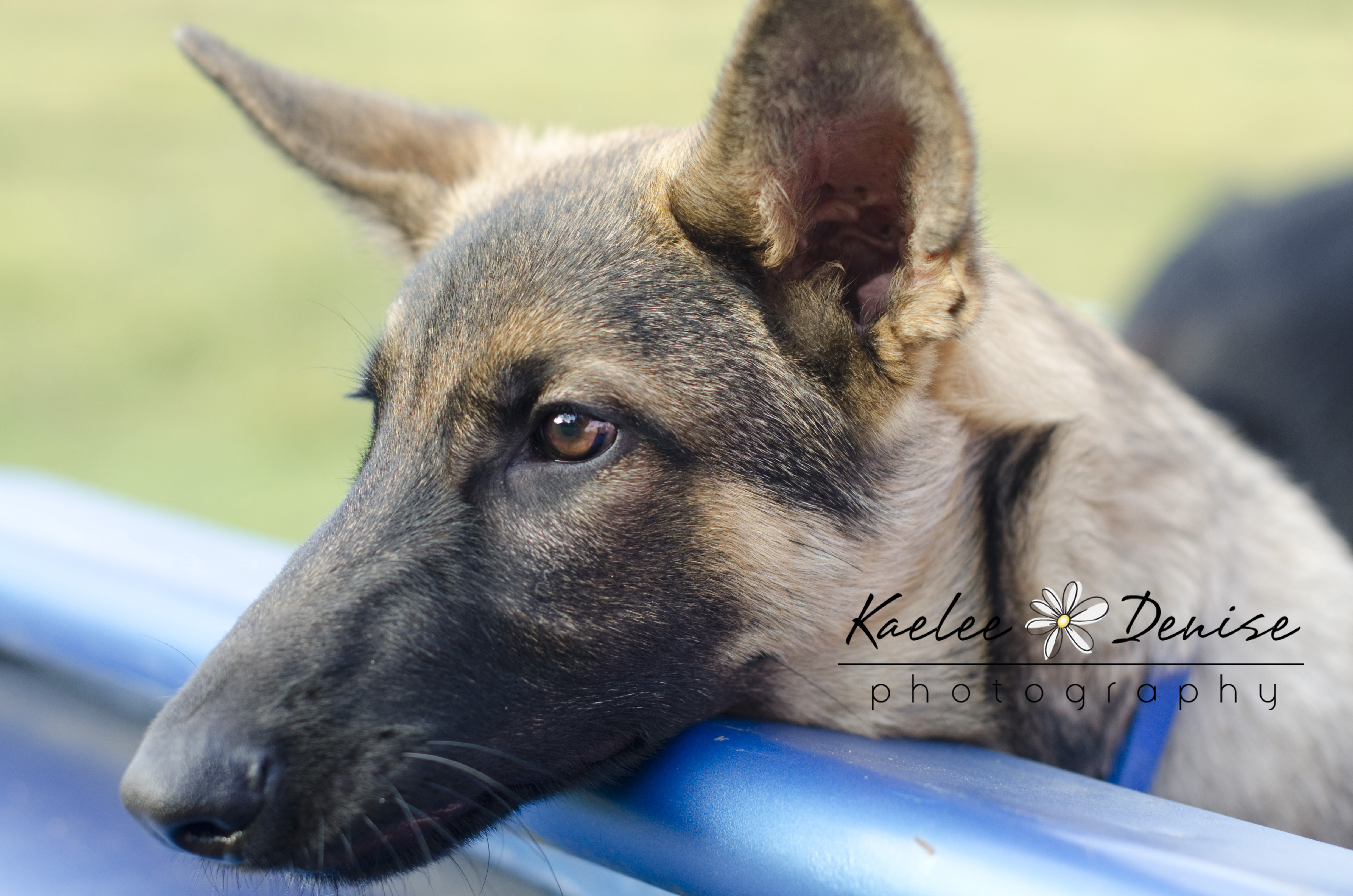 Kaelee Denise Photography