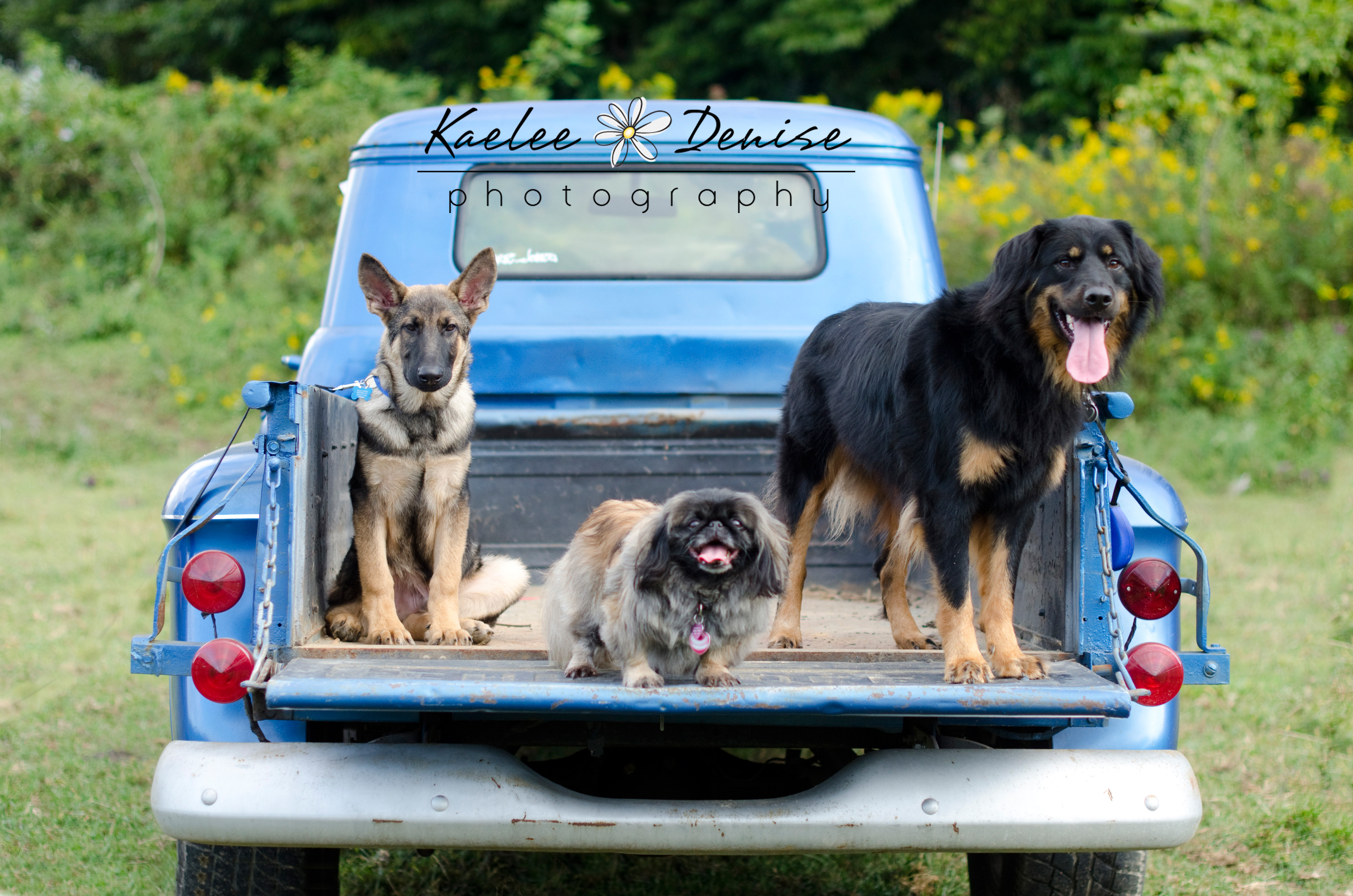 Kaelee Denise Photography