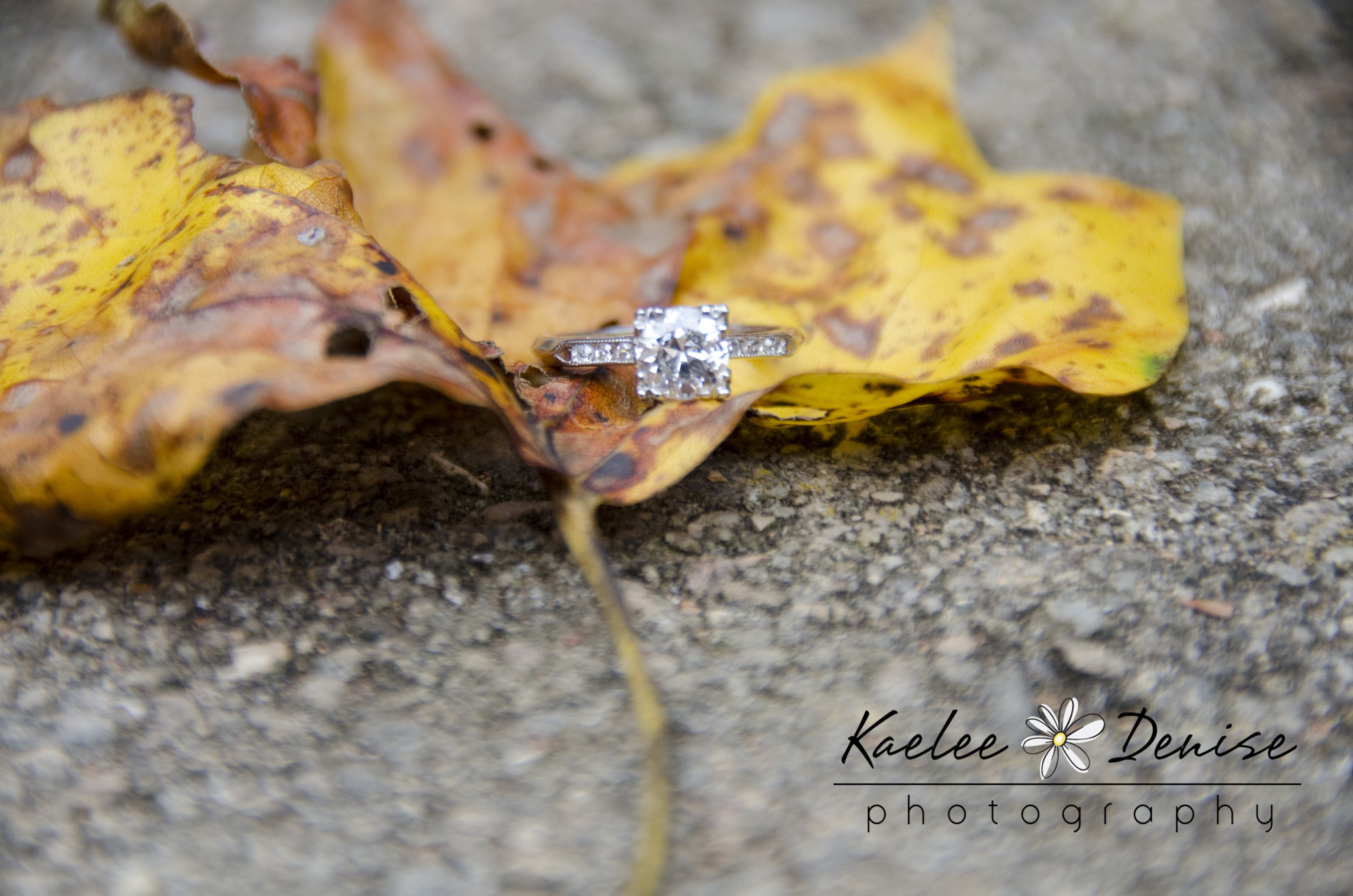 Kaelee Denise Photography