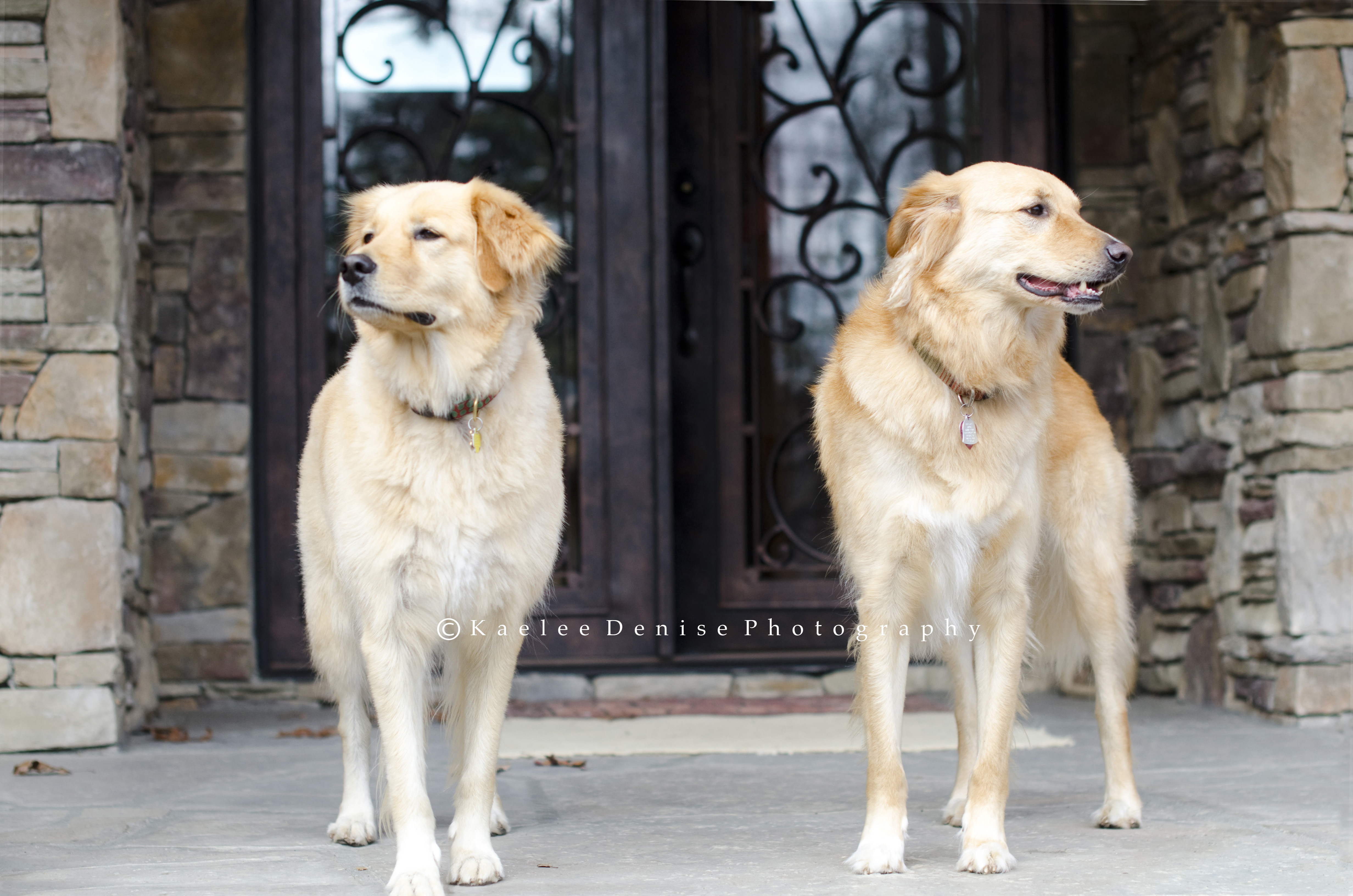 Kaelee Denise Photography