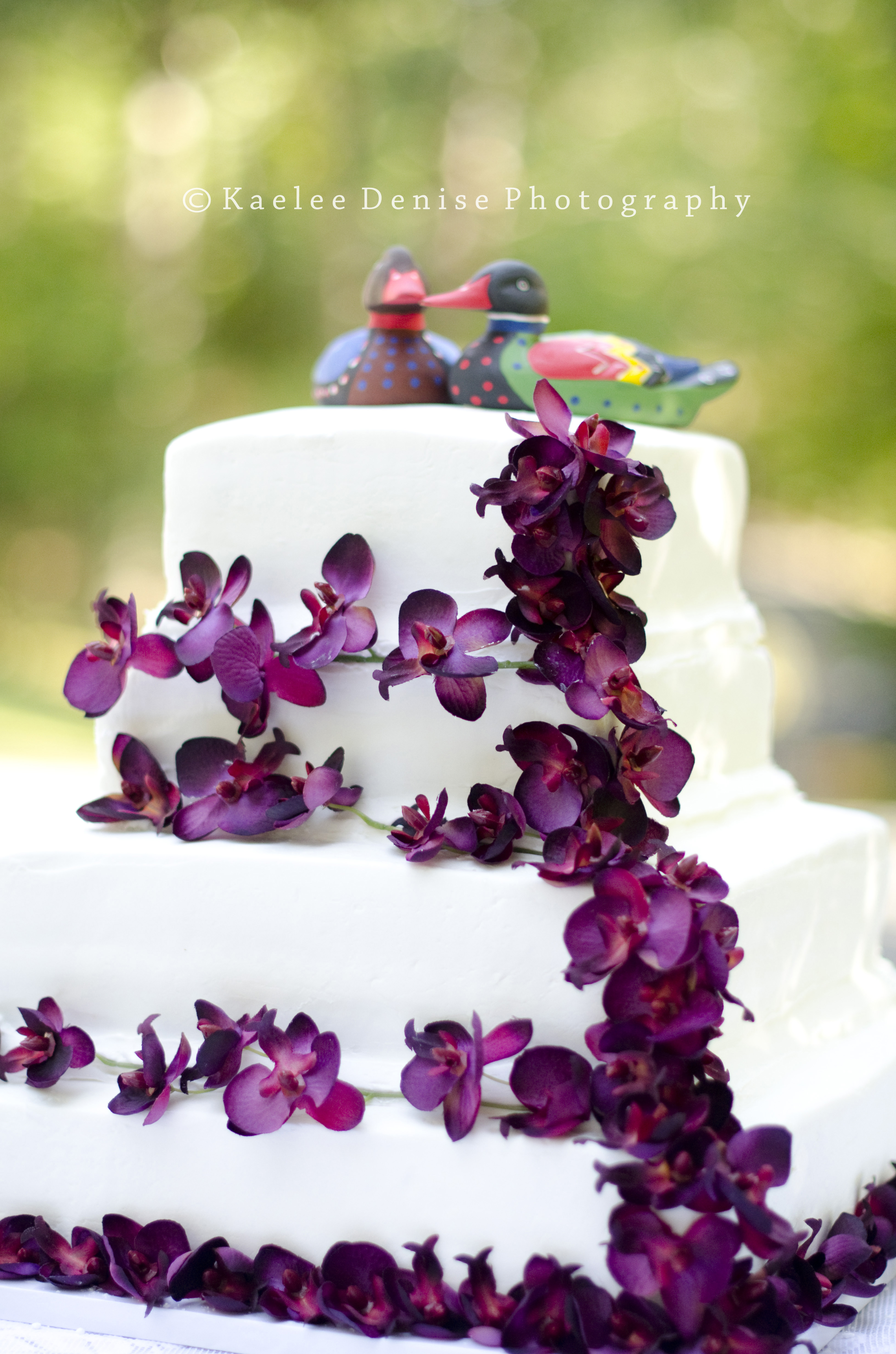 Kaelee Denise Photography