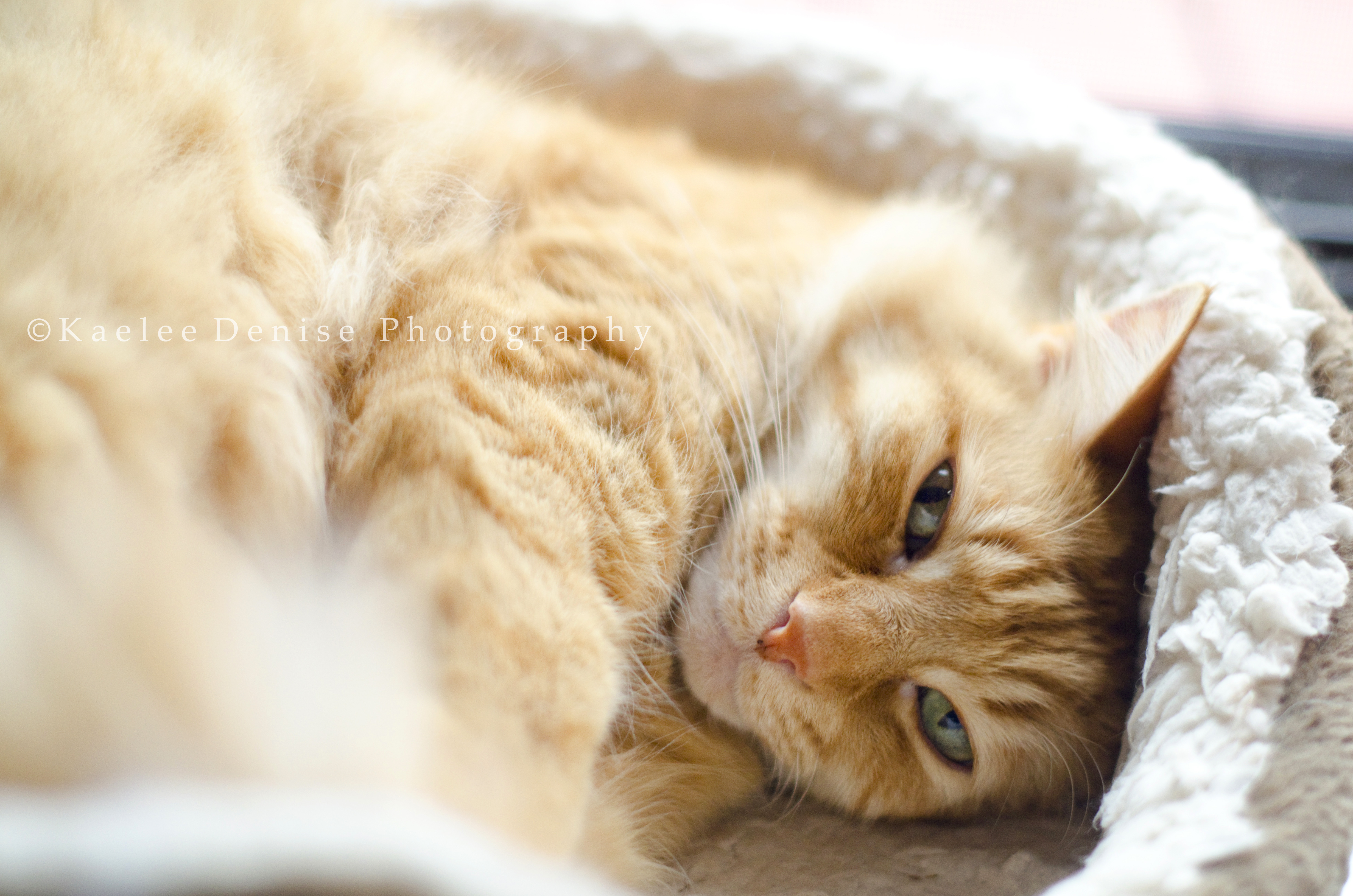 Kaelee Denise Photography