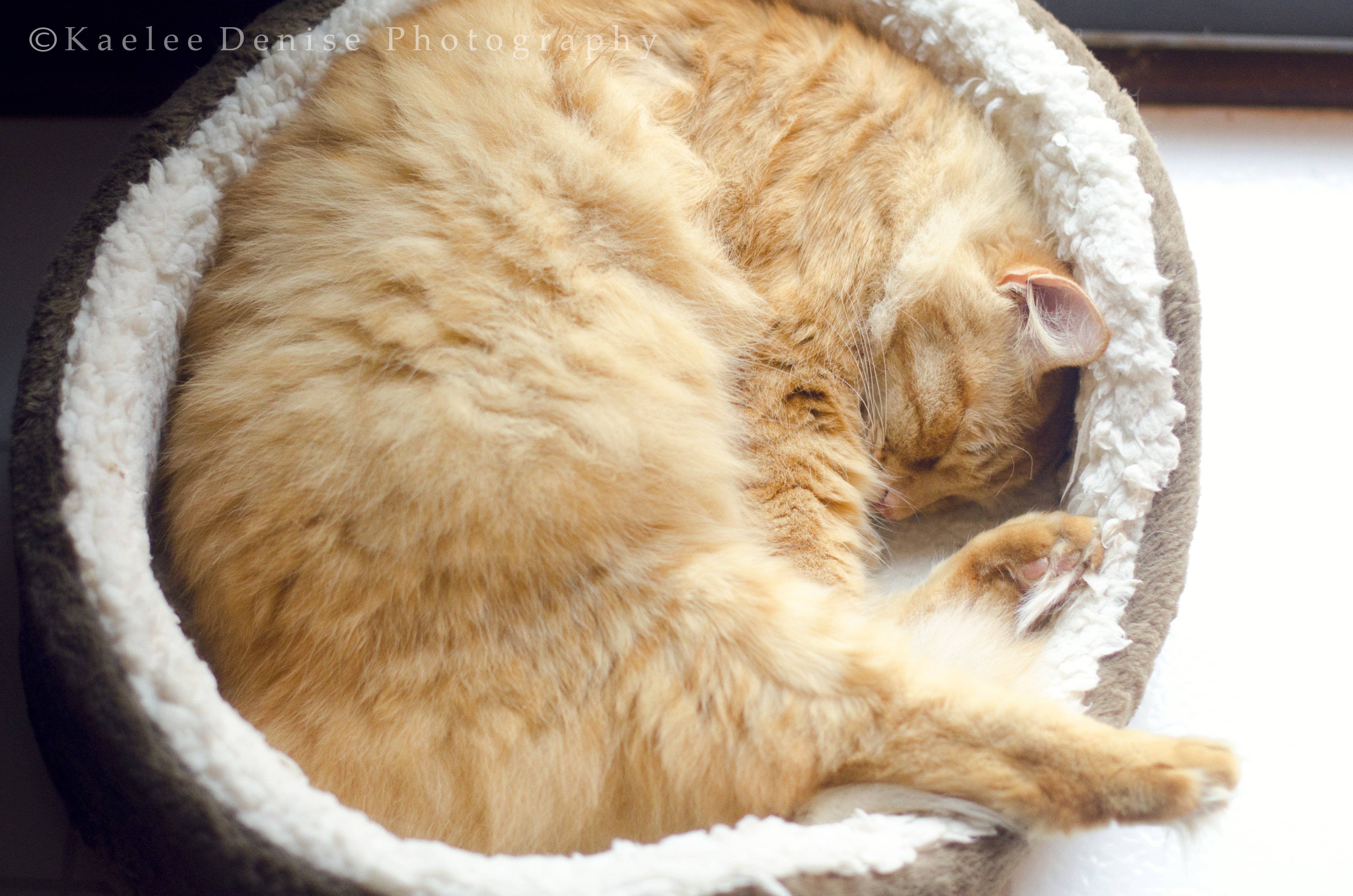 Kaelee Denise Photography