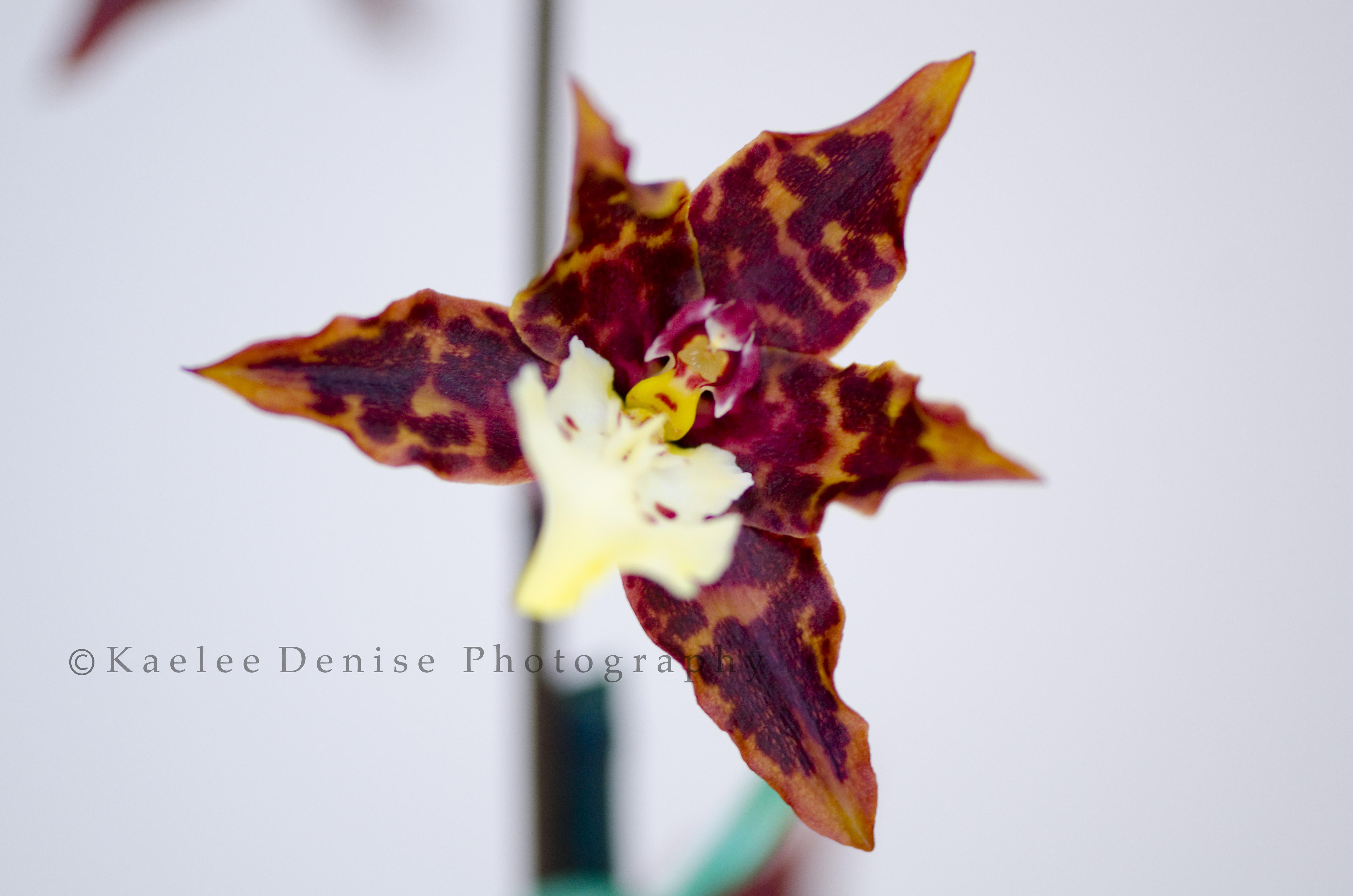 Kaelee Denise Photography