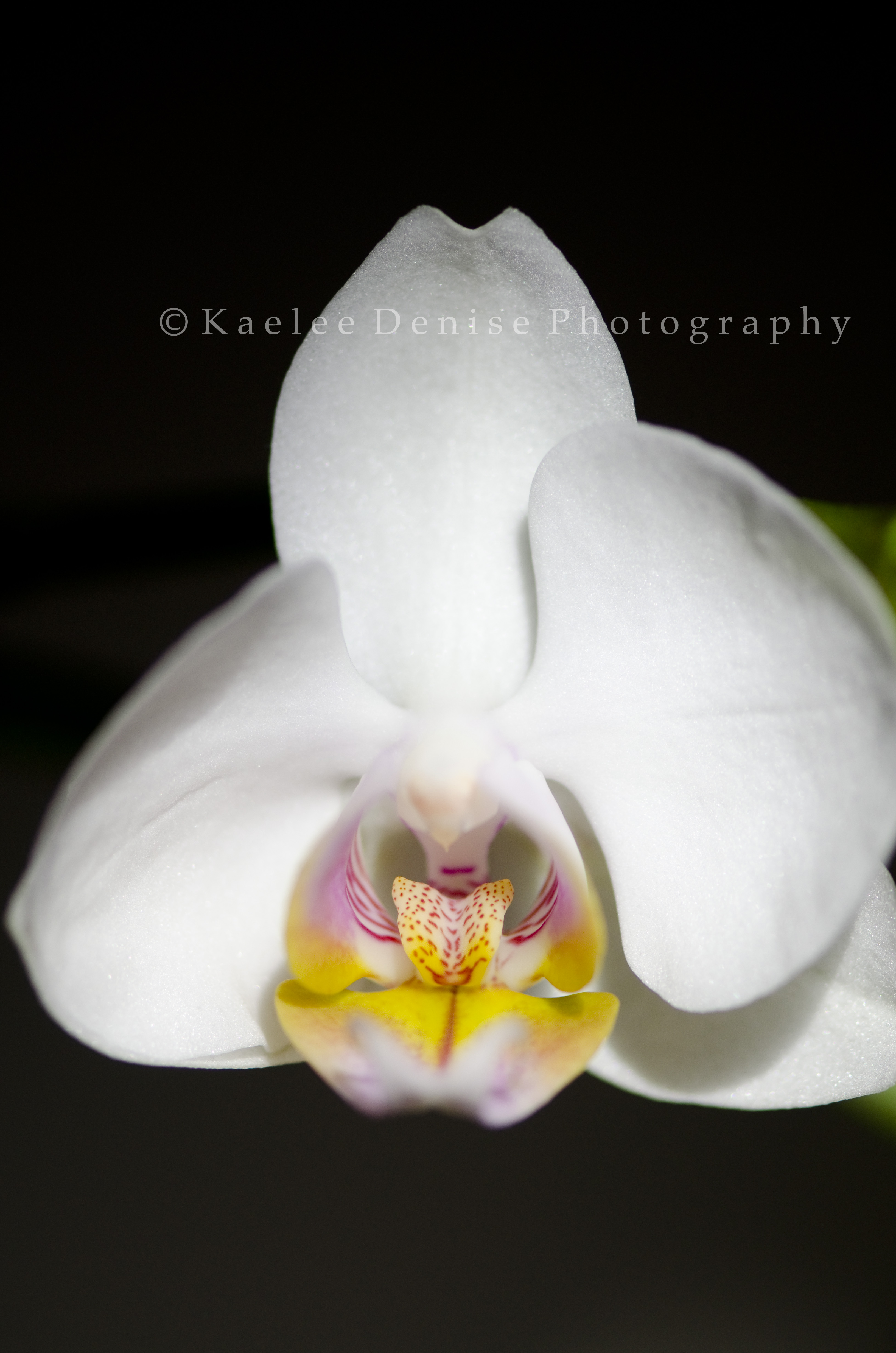 Kaelee Denise Photography