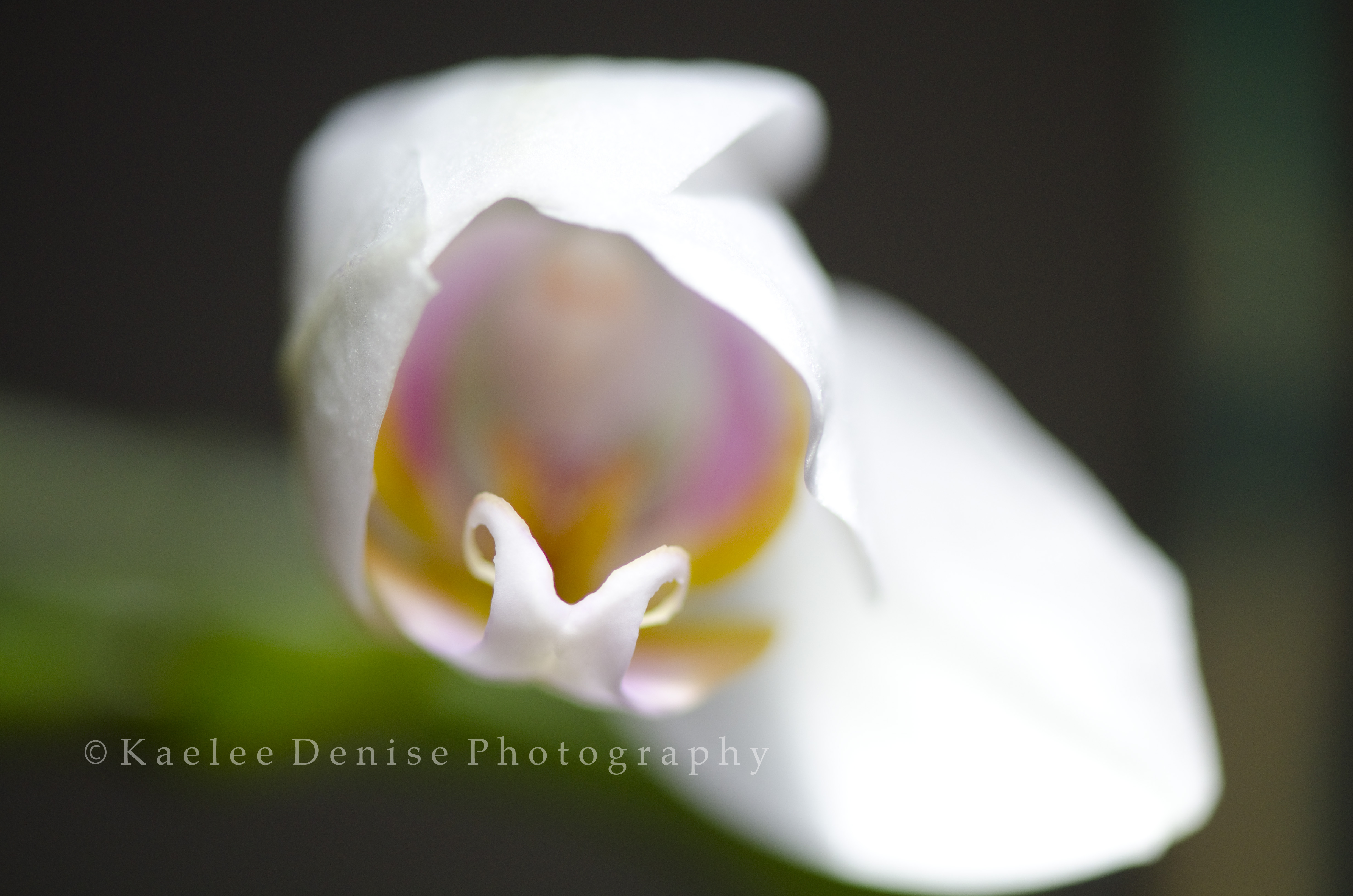 Kaelee Denise Photography