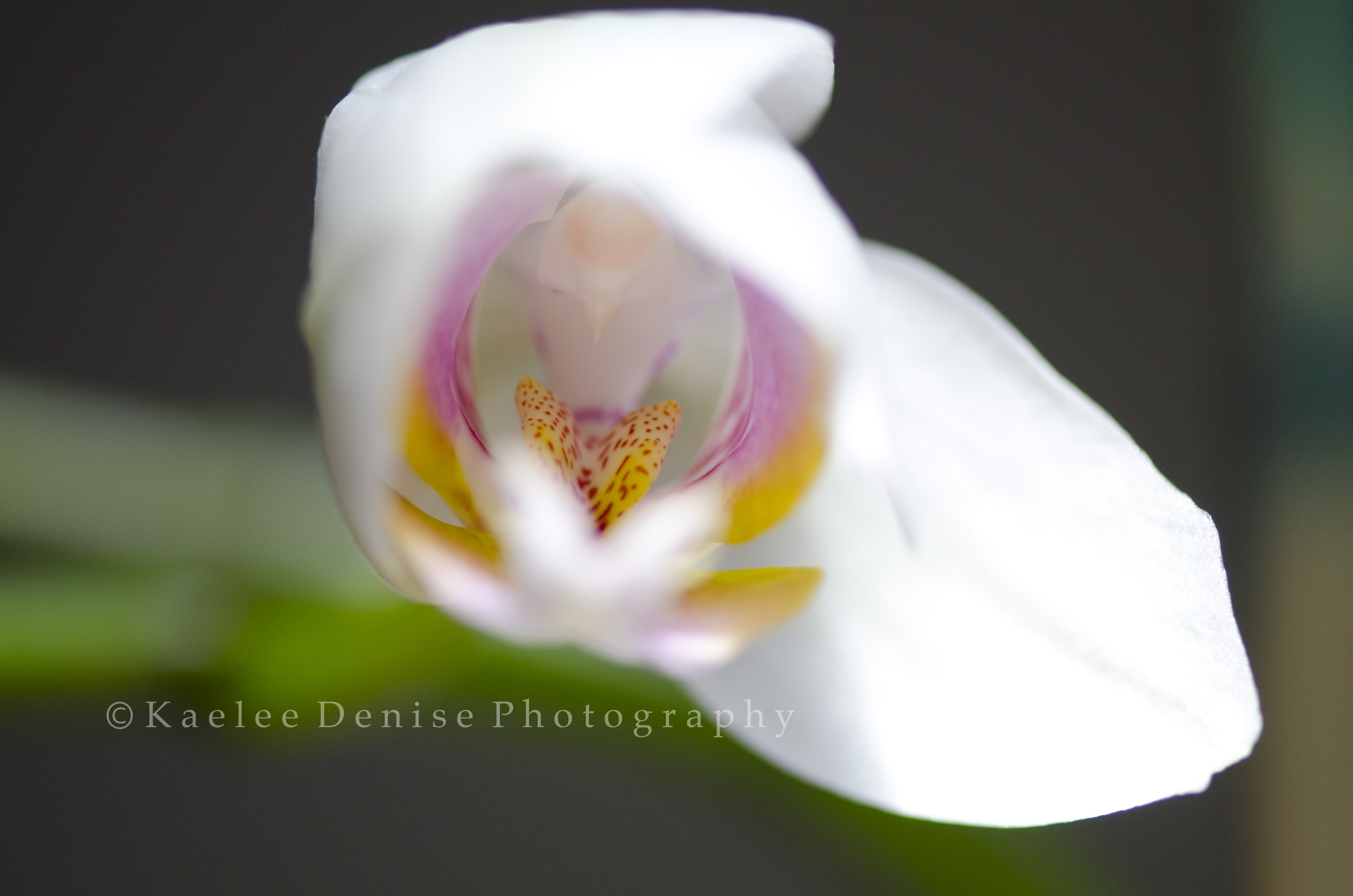 Kaelee Denise Photography