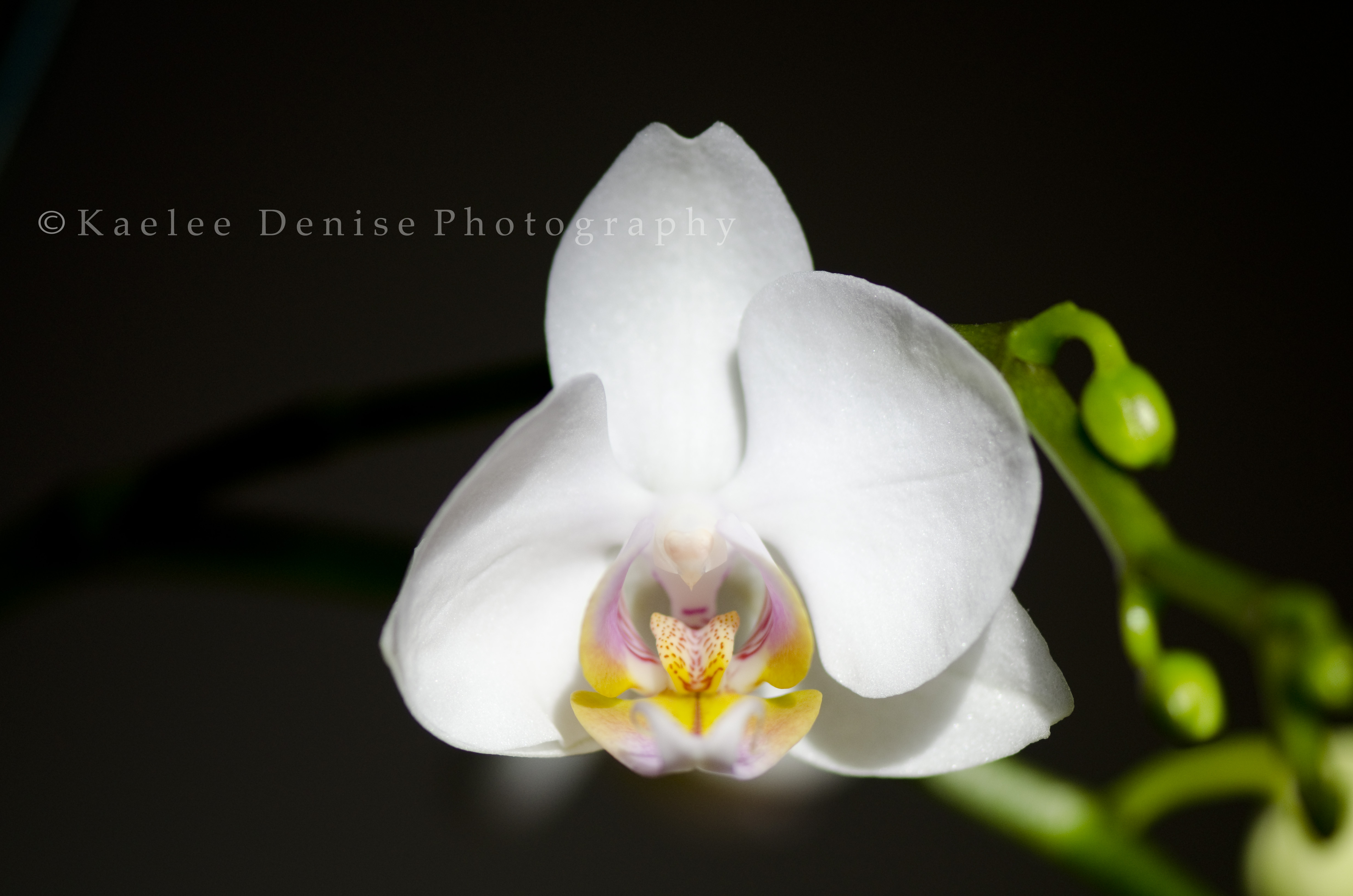 Kaelee Denise Photography