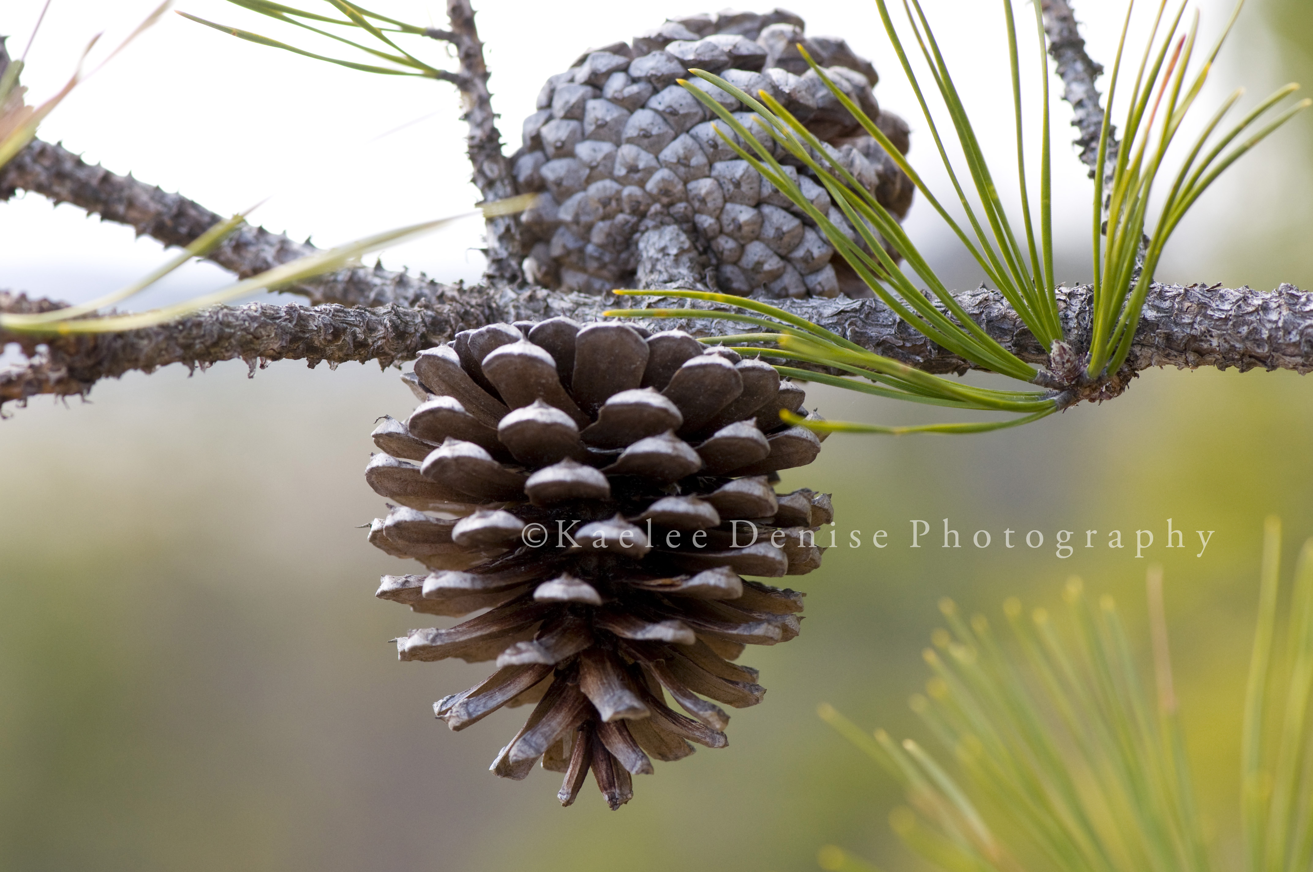 Kaelee Denise Photography