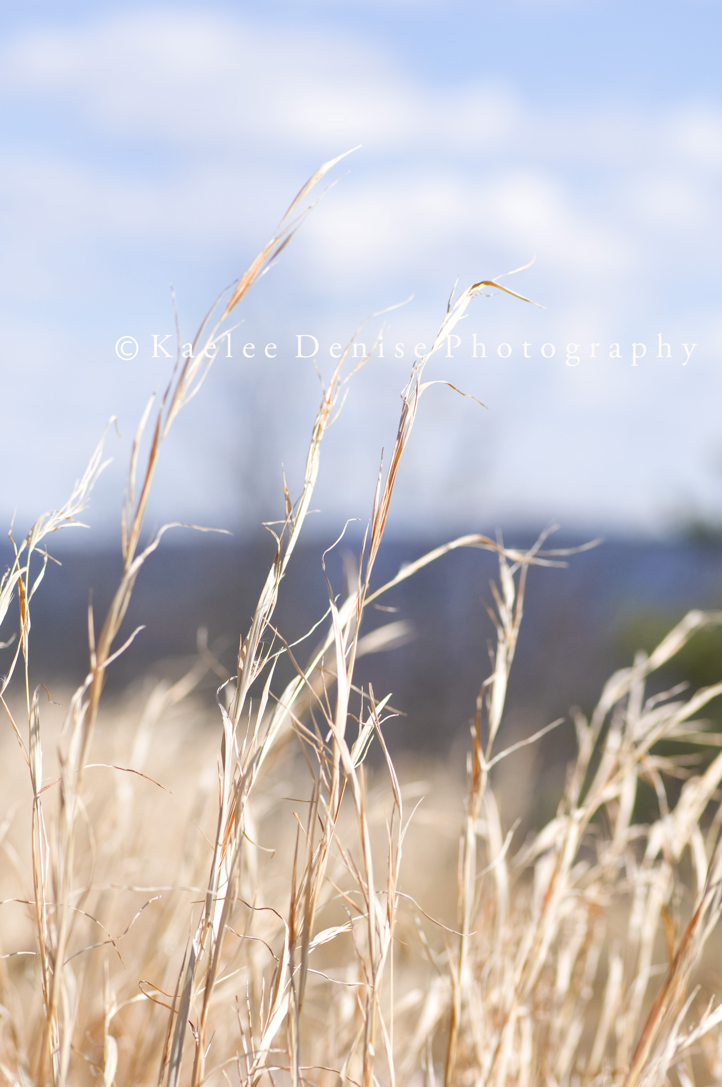 Kaelee Denise Photography