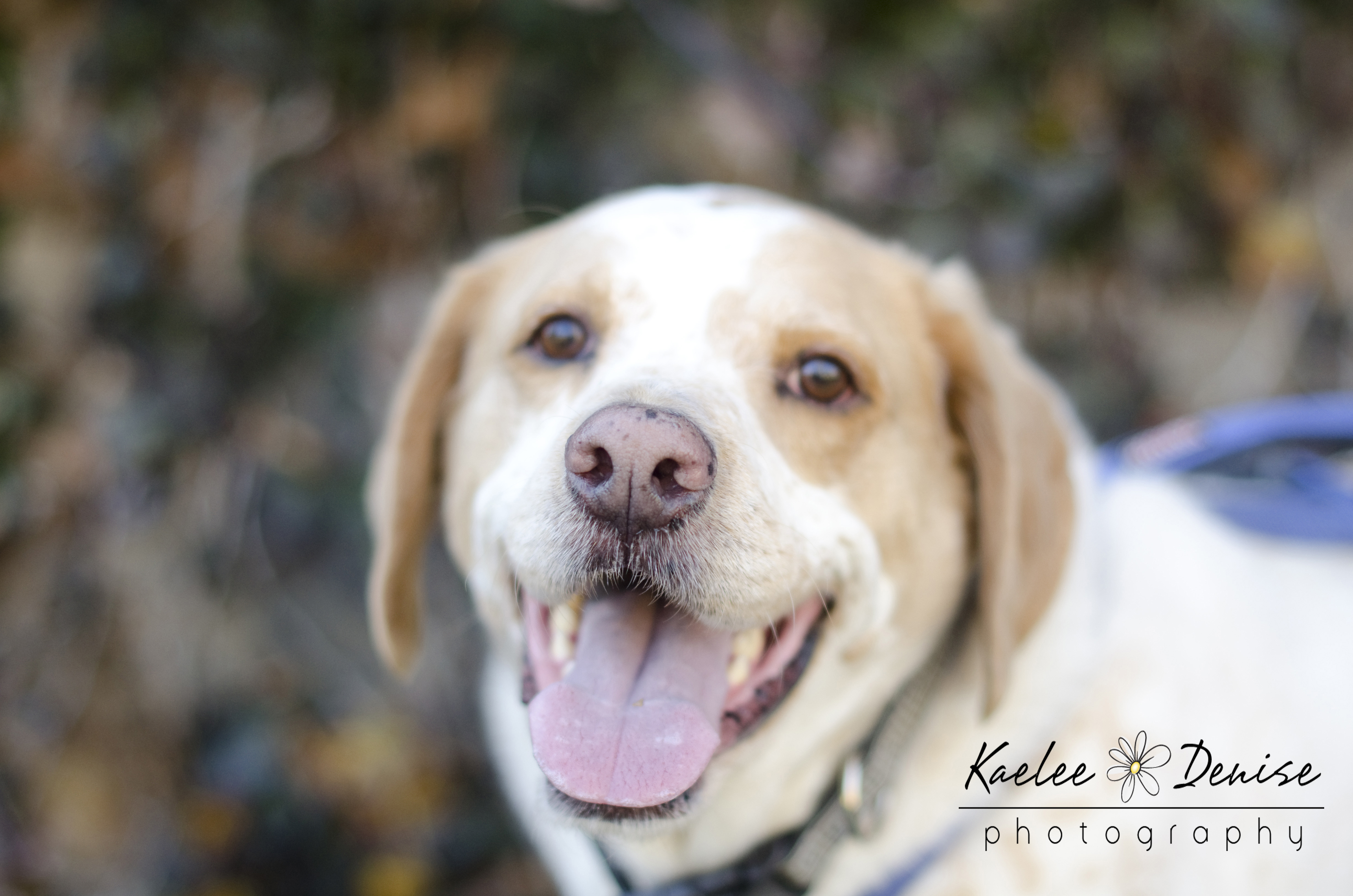 Kaelee Denise Photography