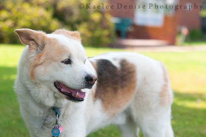 Kaelee Denise Photography