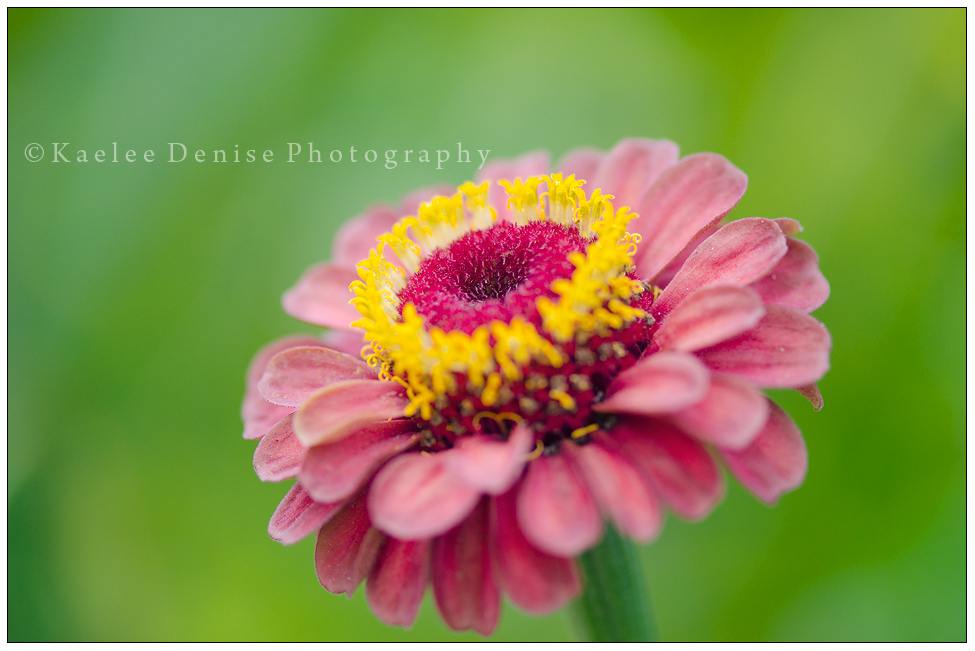 Kaelee Denise Photography