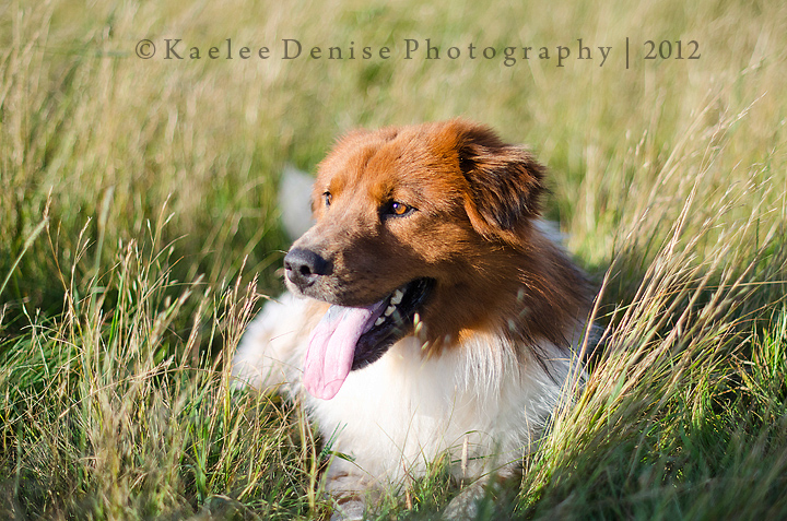 Kaelee Denise Photography