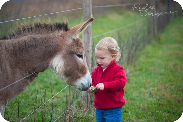 brevard photographer