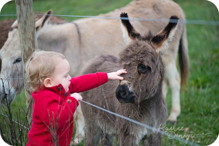 brevard photographer