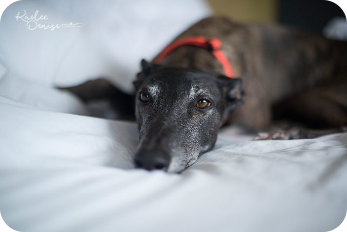 Jacksonville Zoo Wedding